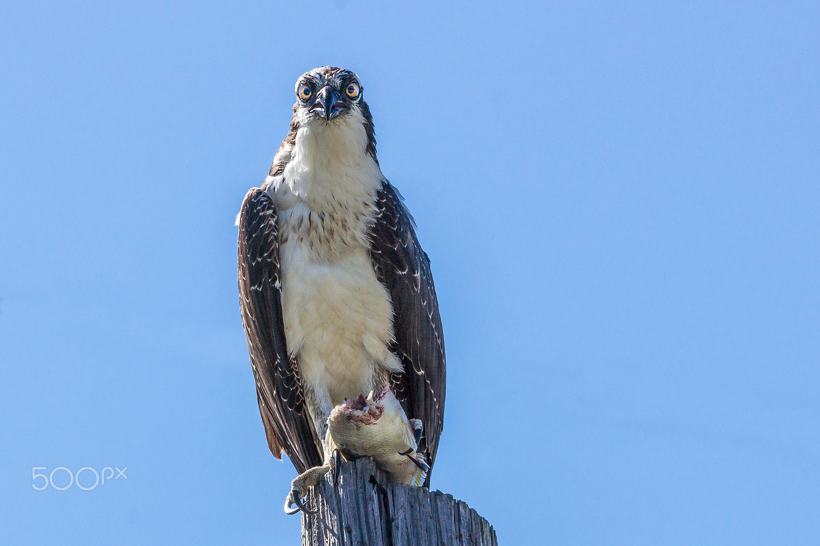 Sony 70-300mm F4.5-5.6 G SSM sample photo. Fish diet photography