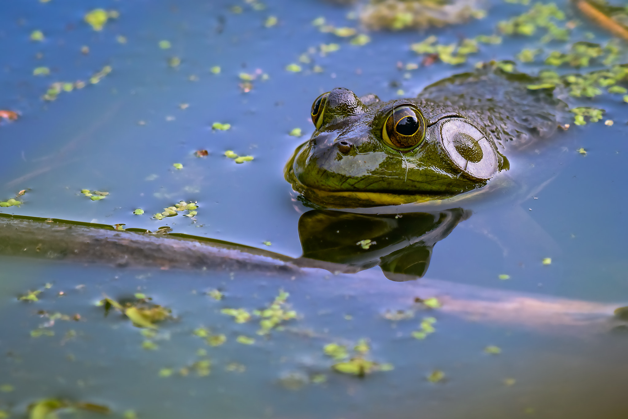 Nikon D800 sample photo. Marsh frog in the swamp photography