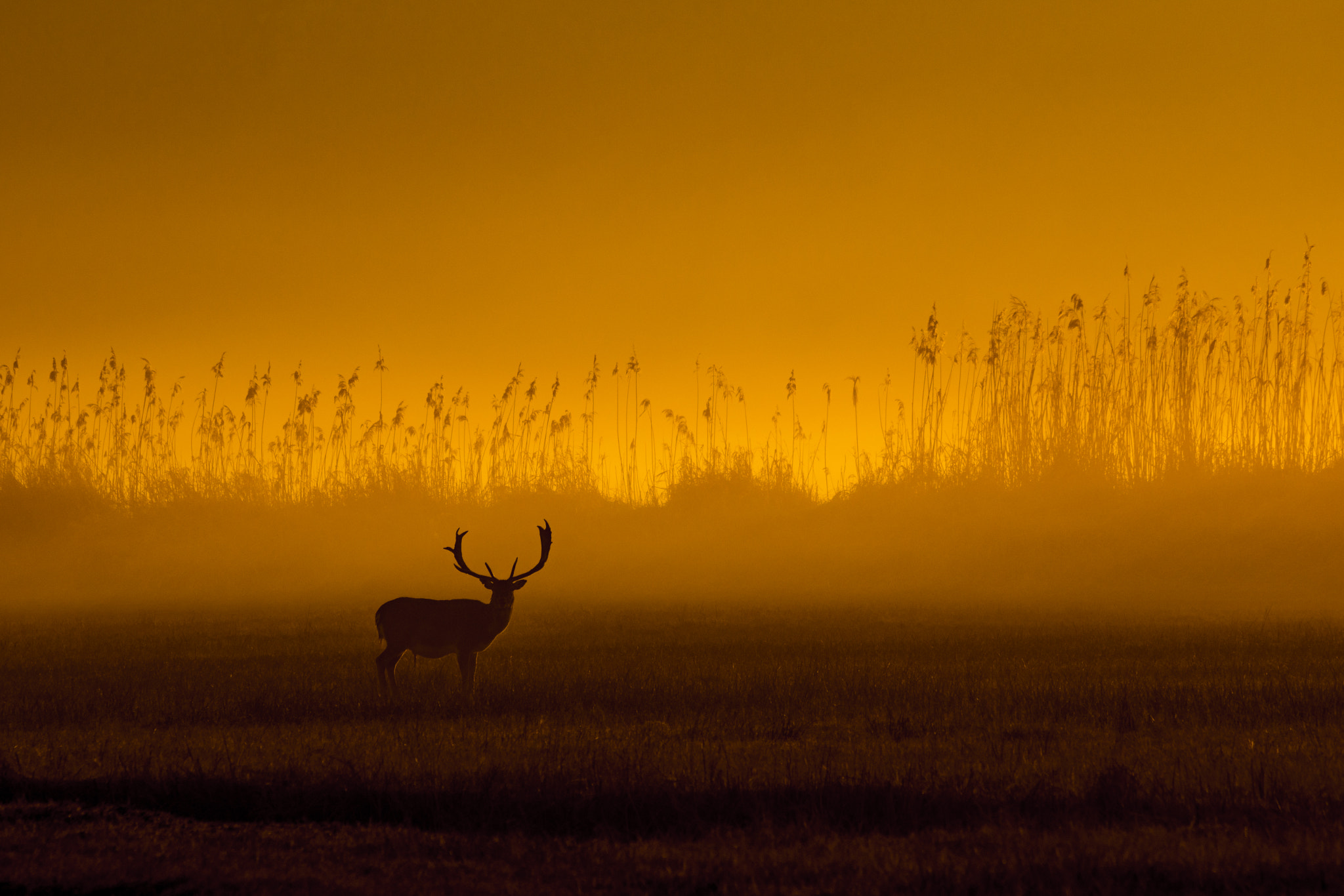 Sony SLT-A65 (SLT-A65V) sample photo. Stag at sunrise photography