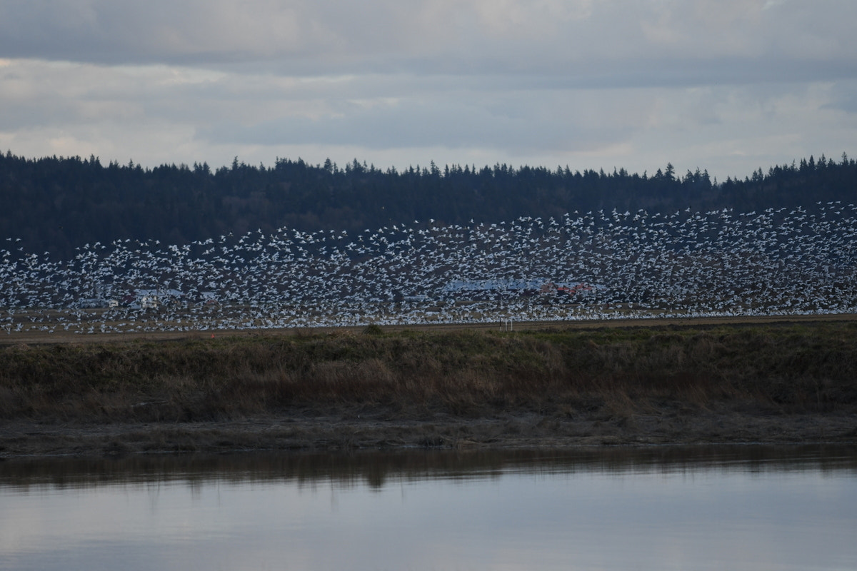 Nikon AF-S Nikkor 70-200mm F4G ED VR sample photo. Snow geese photography