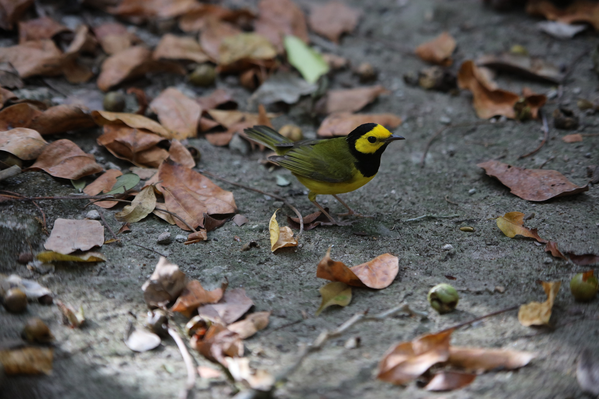 Canon EOS 5DS sample photo. Bird of yucatan, mexico photography