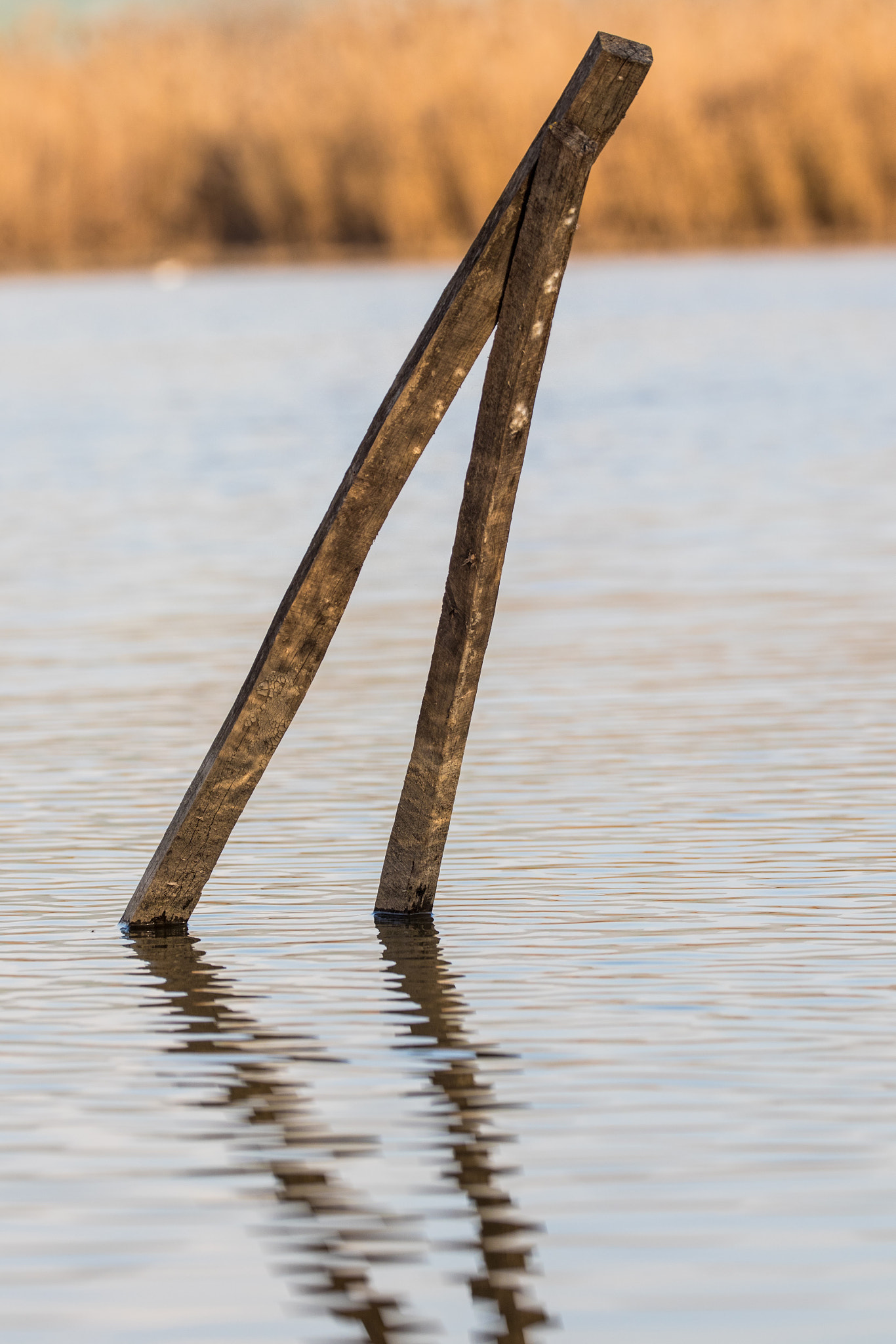 Sigma 150mm f/2.8 EX DG OS HSM APO Macro sample photo. Don't giveup the fight photography