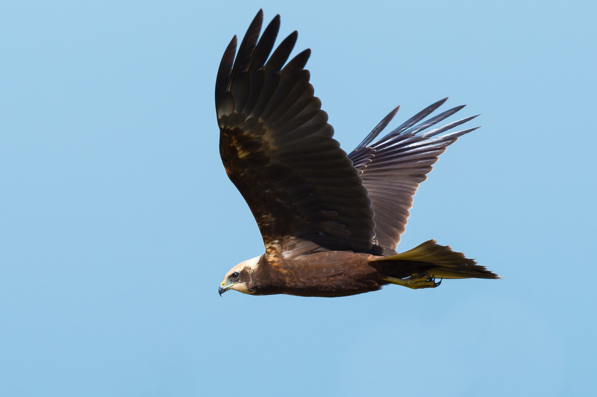 Nikon AF-S Nikkor 500mm F4G ED VR sample photo. Marsh harrier photography