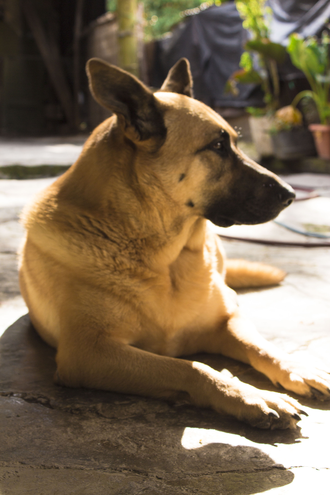 Canon EOS 650D (EOS Rebel T4i / EOS Kiss X6i) sample photo. Sachara photography