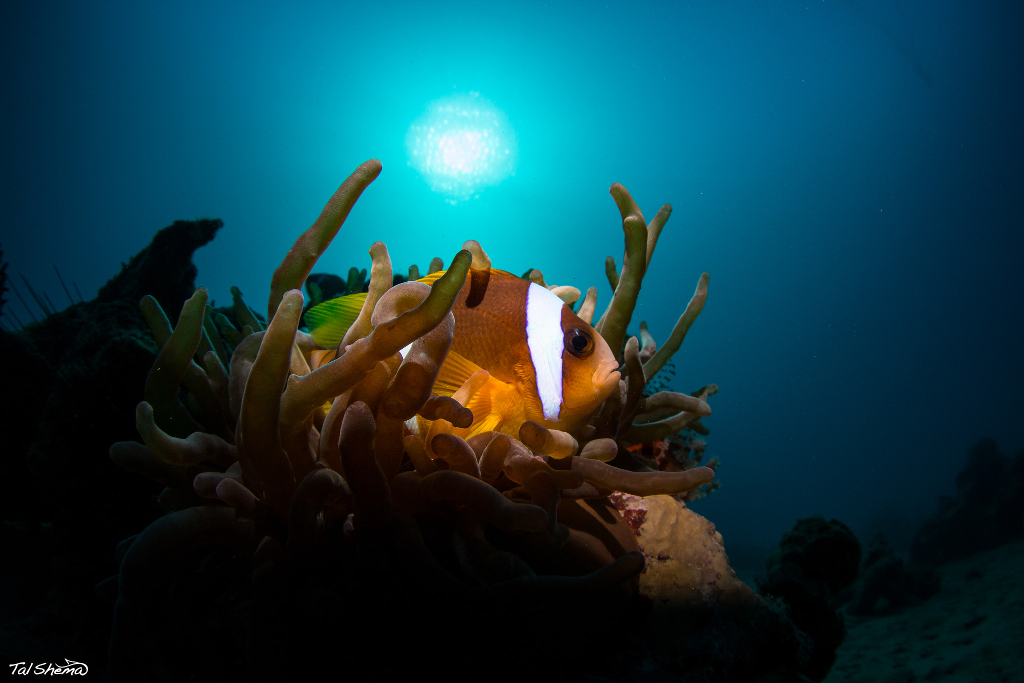 Tokina AT-X 10-17mm F3.5-4.5 DX Fisheye sample photo. Underwater photography