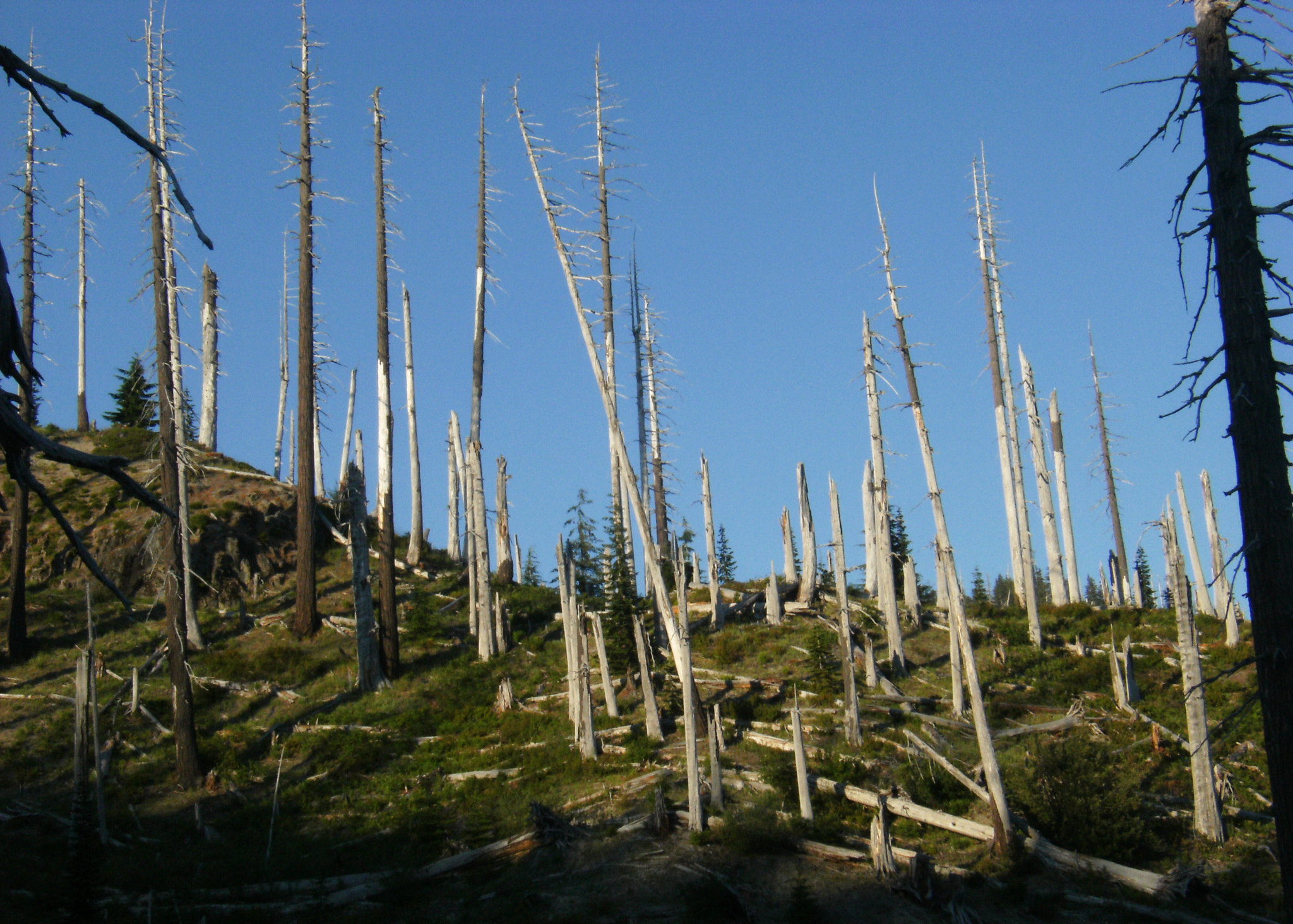 Fujifilm FinePix F480 sample photo. Mount st. helens photography