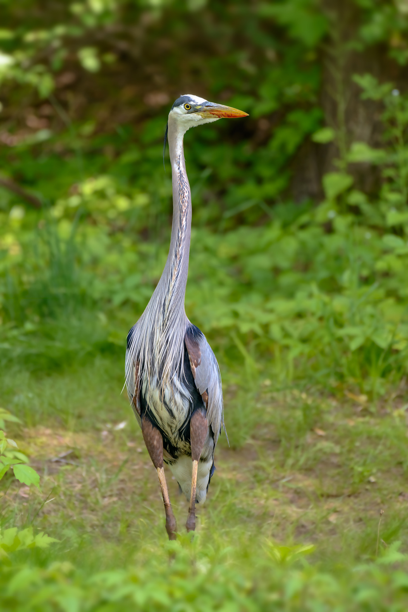 Nikon AF-S Nikkor 200-500mm F5.6E ED VR sample photo. Grey heron (ardea cinerea) standing on the banks of the river photography