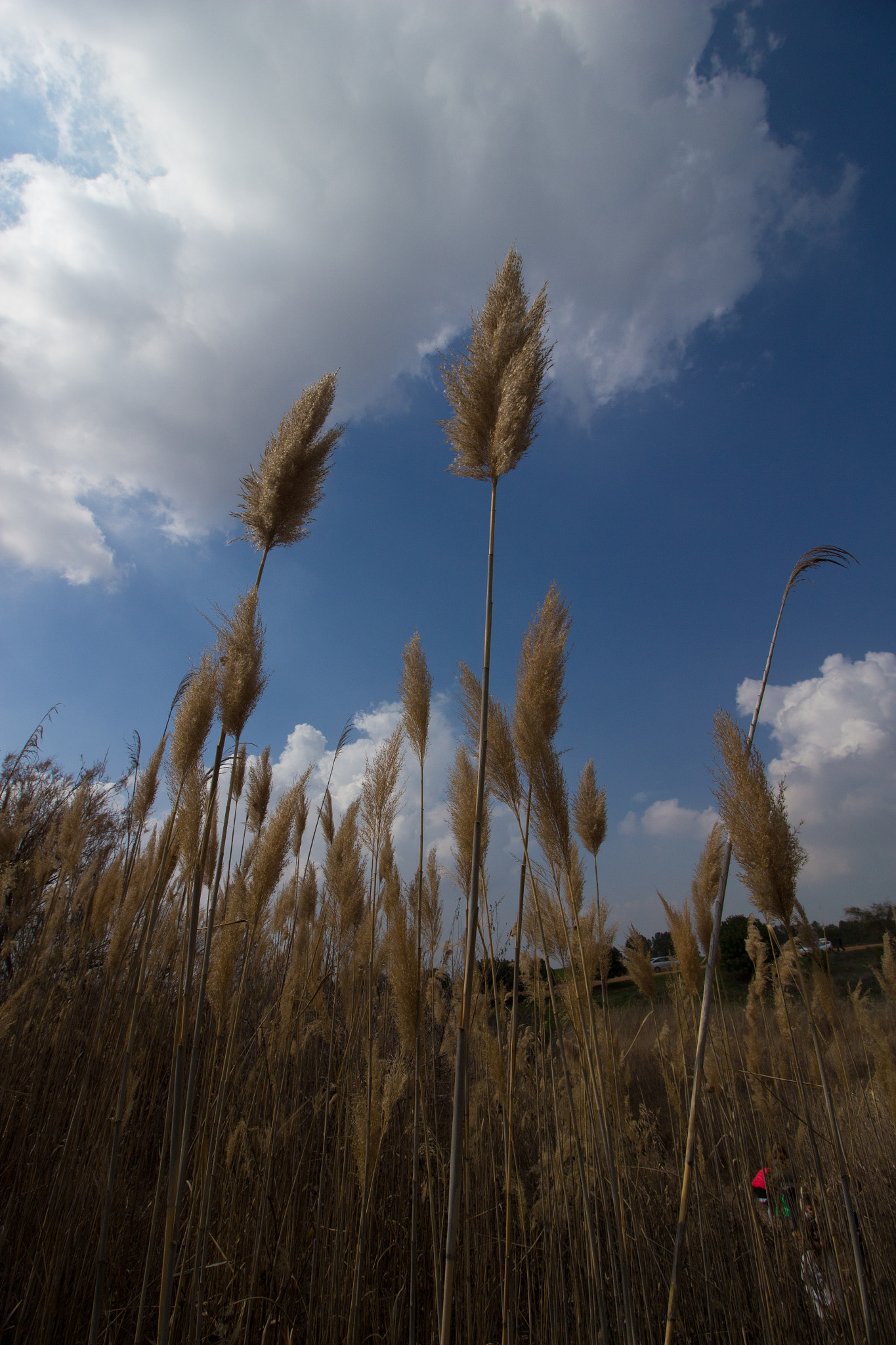 Canon EOS 700D (EOS Rebel T5i / EOS Kiss X7i) + Canon EF-S 10-18mm F4.5–5.6 IS STM sample photo. Reeds sunbathing - phura reservoir photography