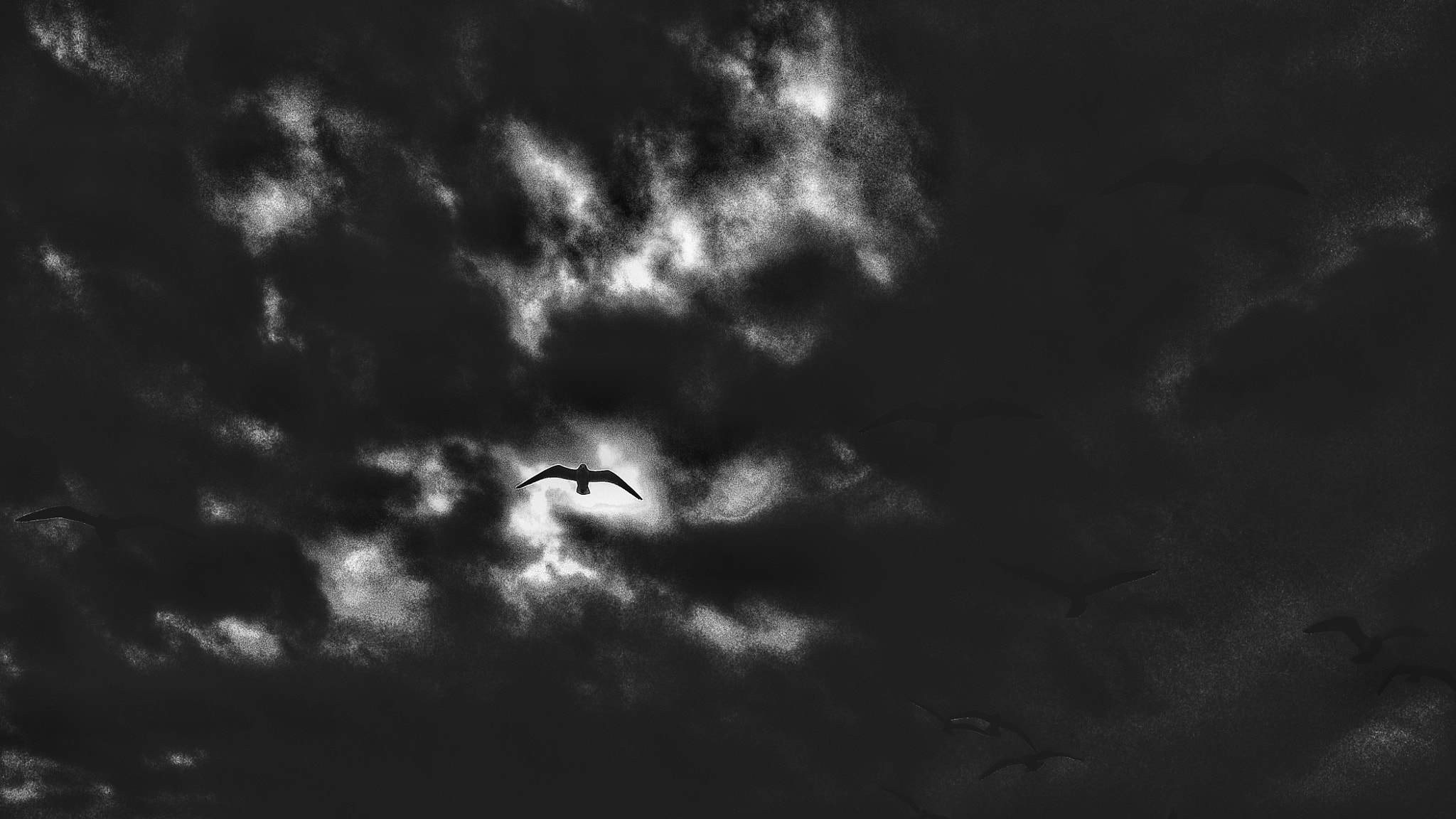HUAWEI G7-L01 sample photo. Seagulls and black clouds photography