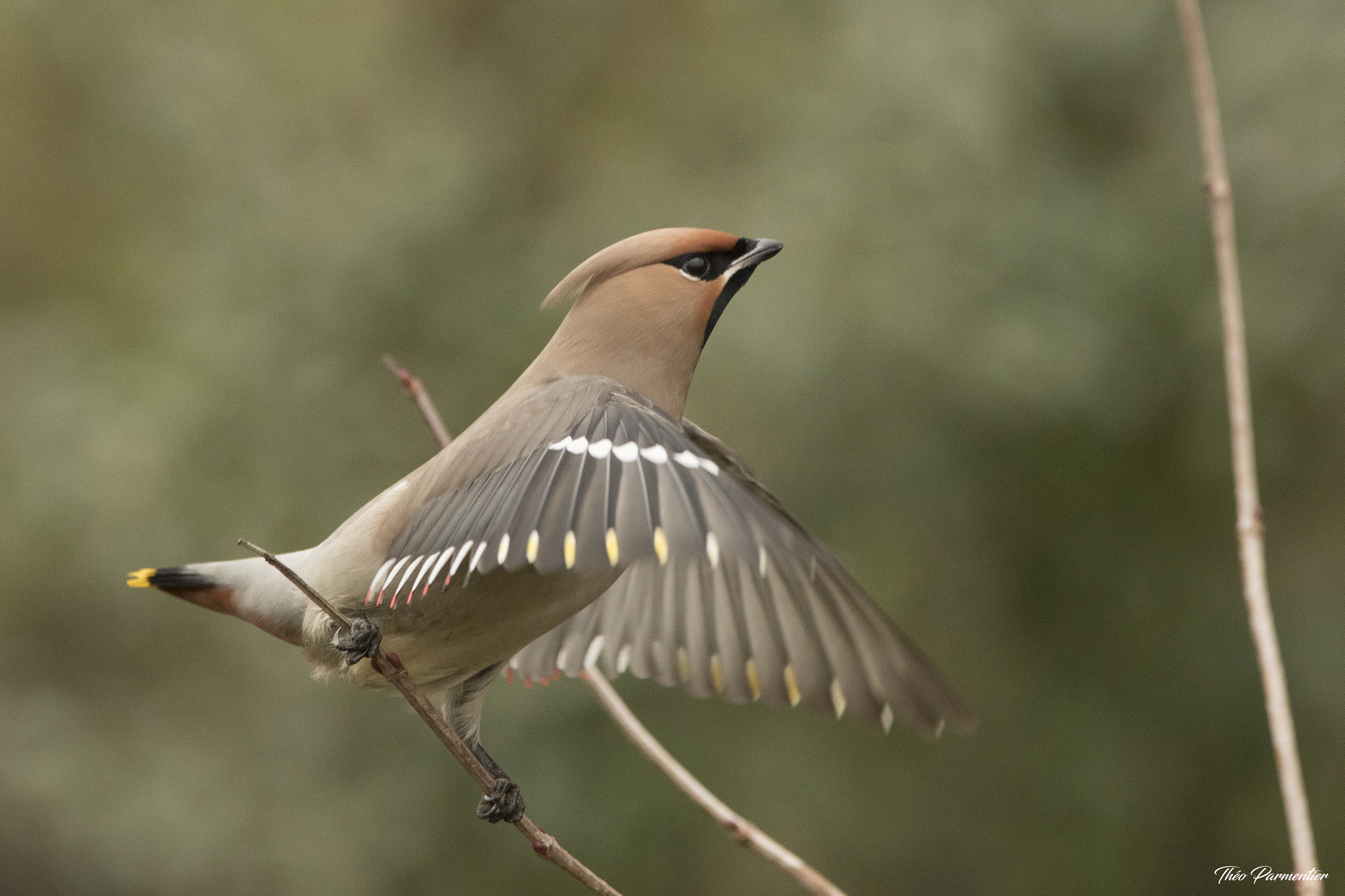 Canon EF 300mm F2.8L IS USM sample photo. Bohemian waxwing / jaseur boréal photography