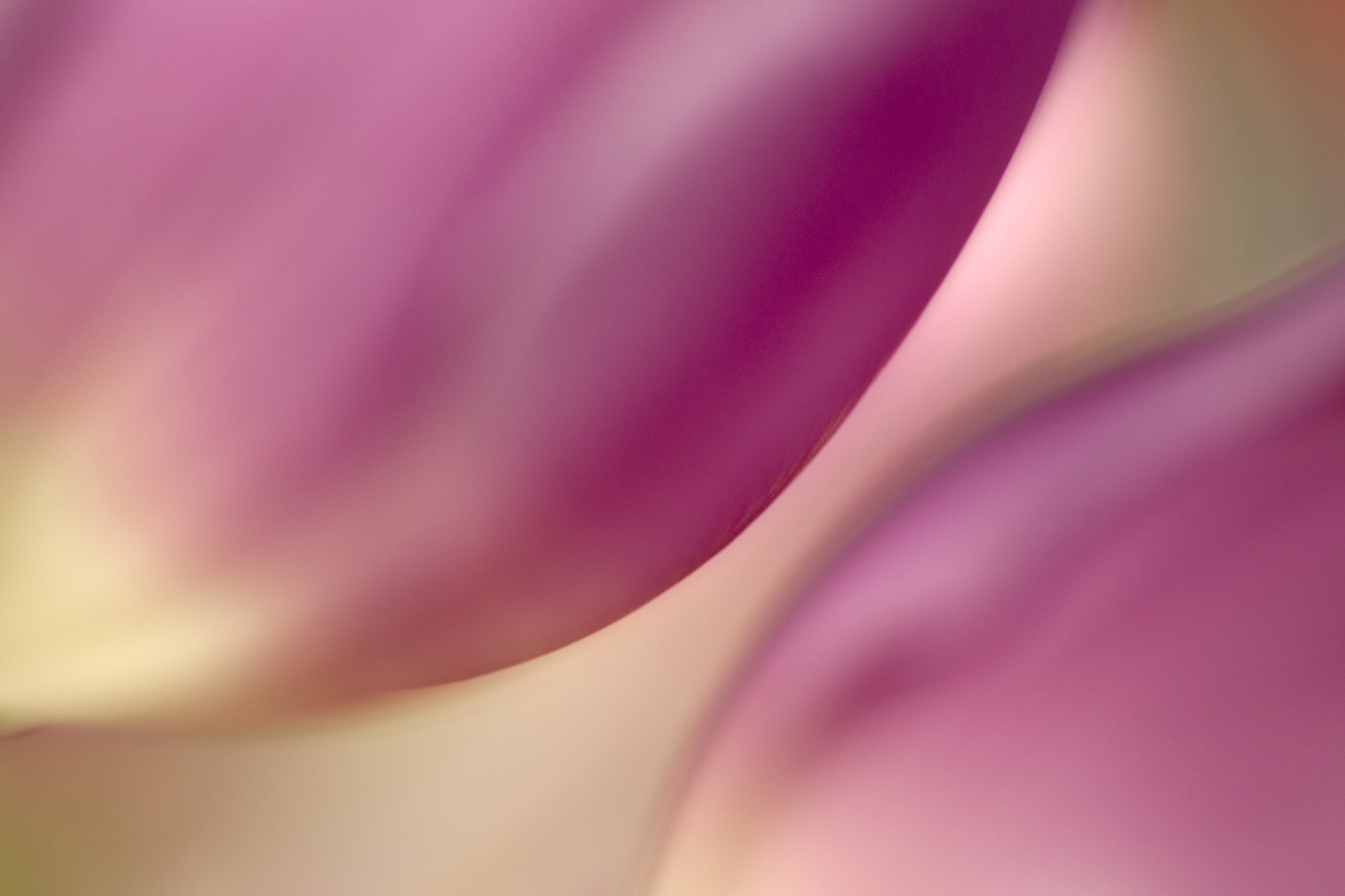 Canon EF 100mm F2.8 Macro USM sample photo. Tulips chat photography