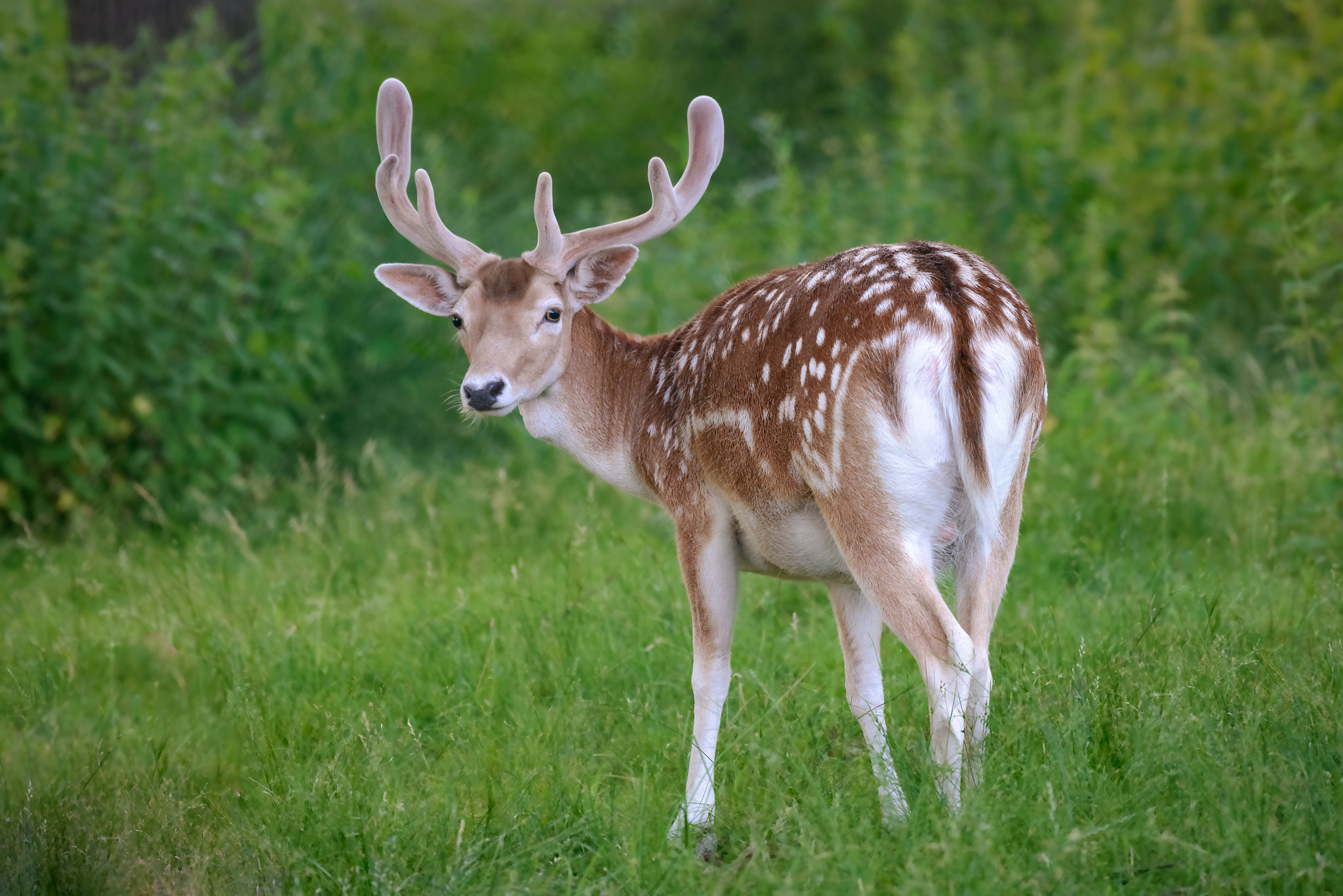 Nikon D800 + Nikon AF-S Nikkor 200-500mm F5.6E ED VR sample photo. Fallow deer male with big horns standing on the meadow photography