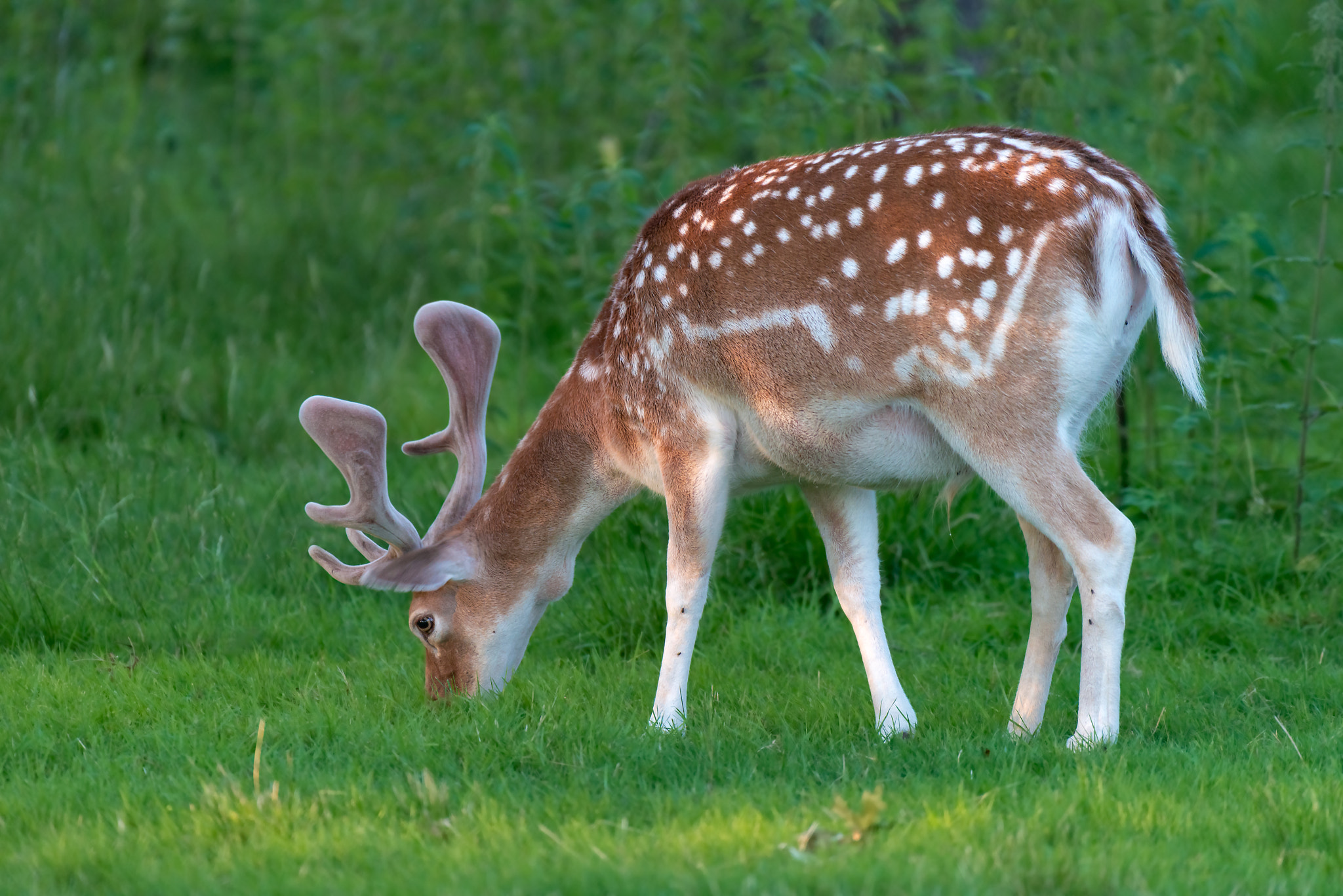 Nikon D800 sample photo. Fallow deer male with big horns standing on the meadow photography