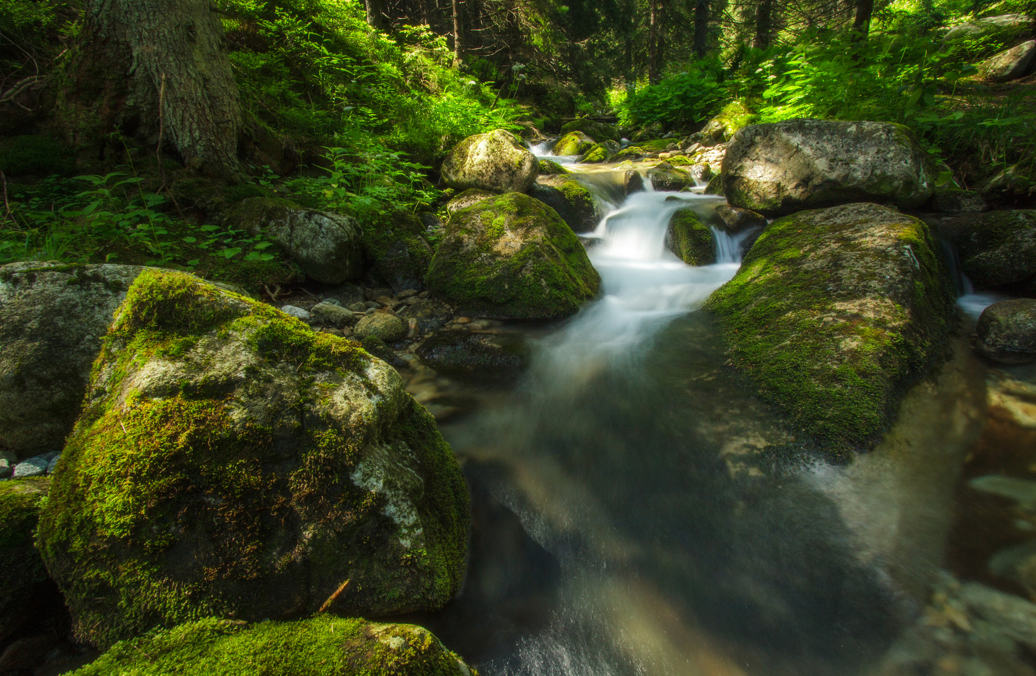 Canon EF-S 10-22mm F3.5-4.5 USM sample photo. Green forest photography