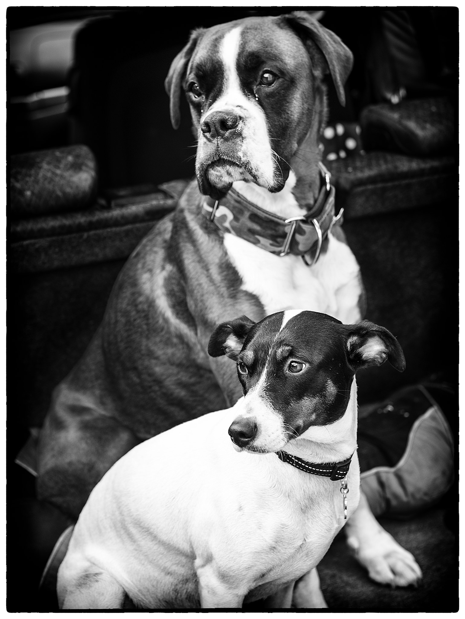 Canon EF 24-70mm F2.8L USM sample photo. Boxer and jack rusell photography