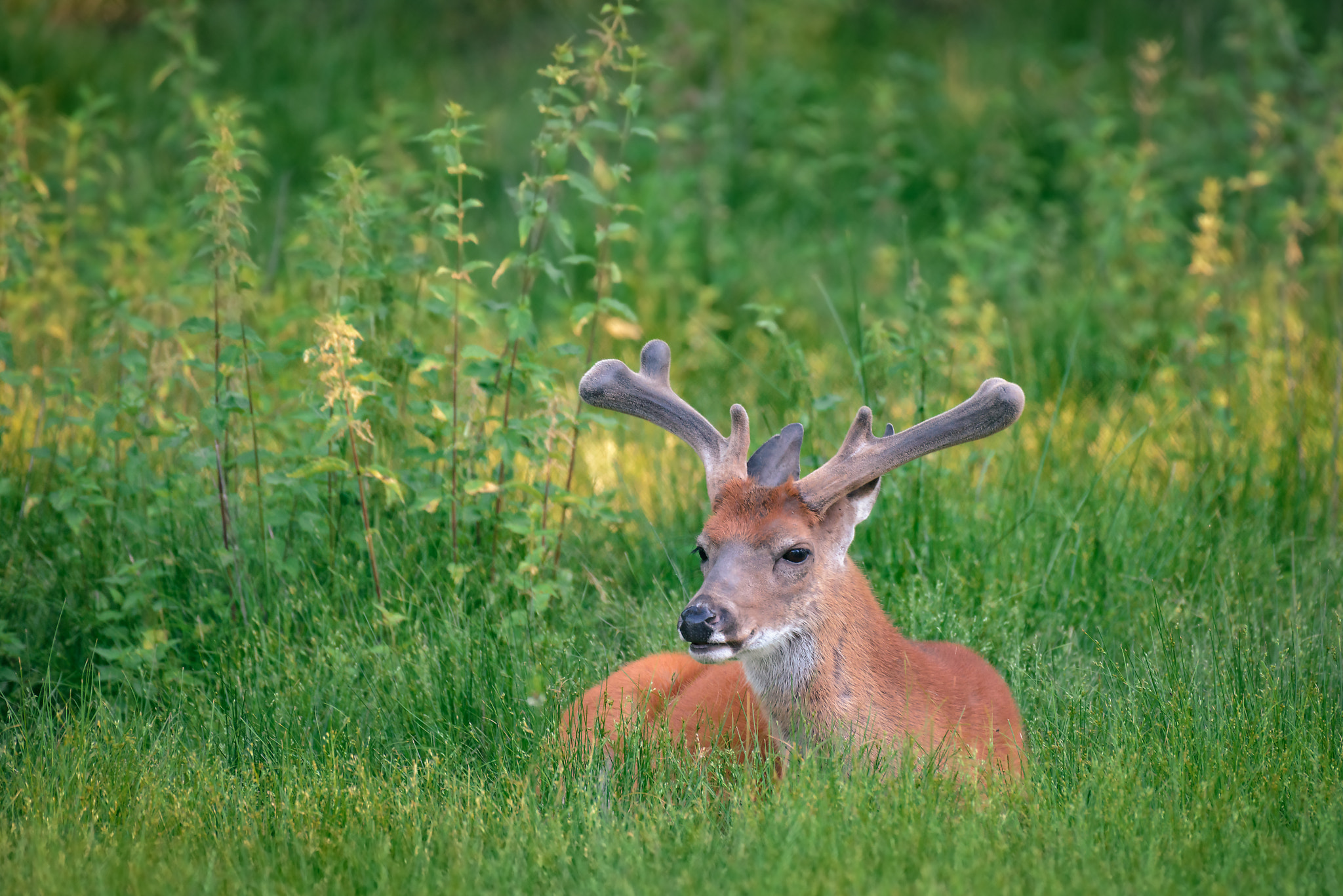 Nikon D800 sample photo. Fallow deer male with big horns resting on the meadow photography