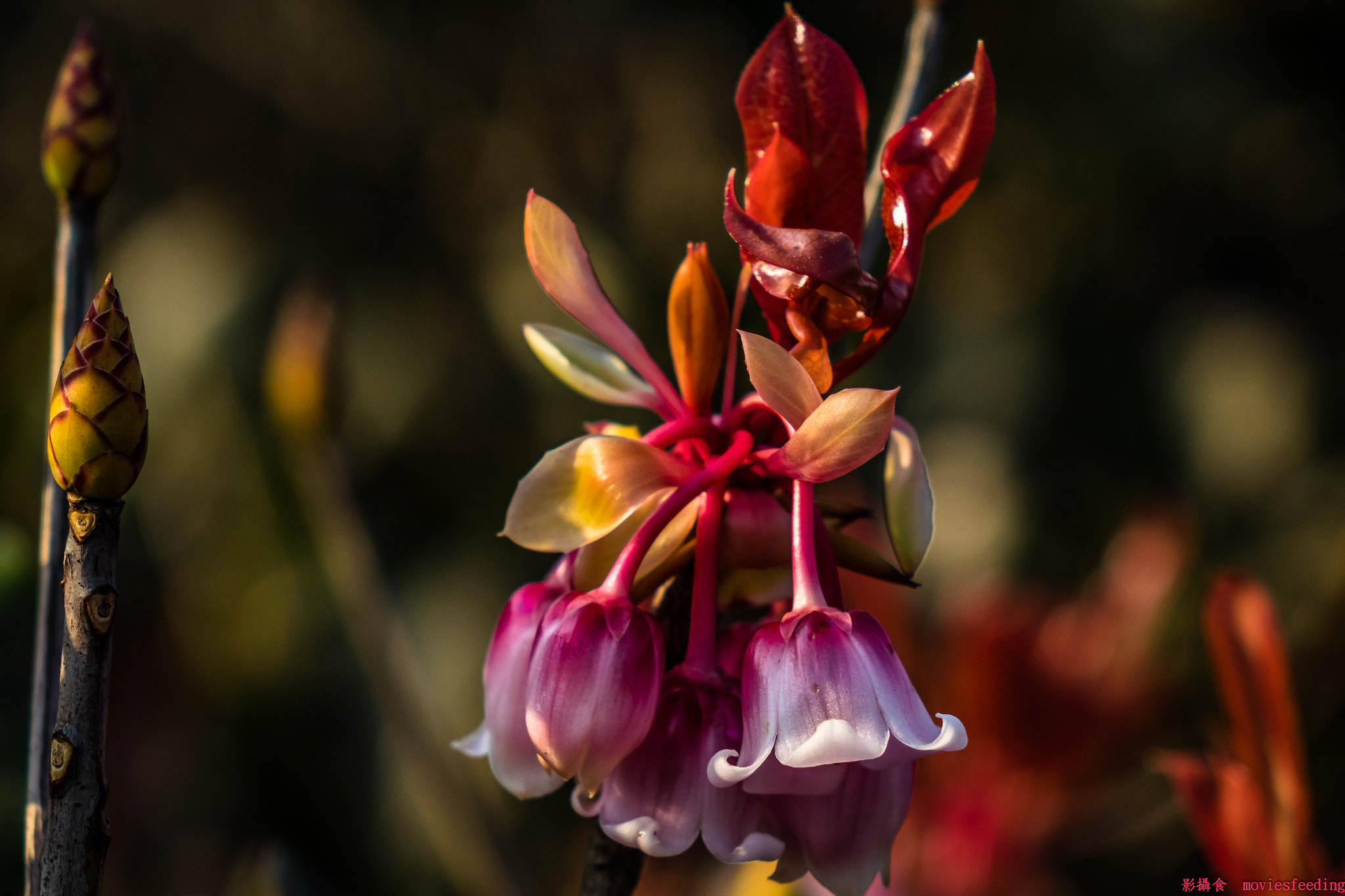 Sony Cyber-shot DSC-RX10 + 24-200mm F2.8 sample photo. Chinese new year flower photography