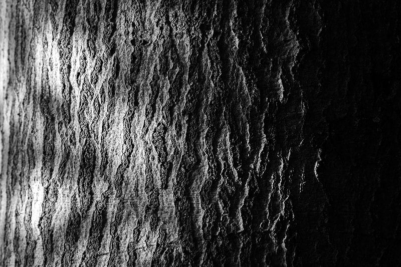 Canon EF 70-200mm F2.8L IS USM sample photo. Bark photography