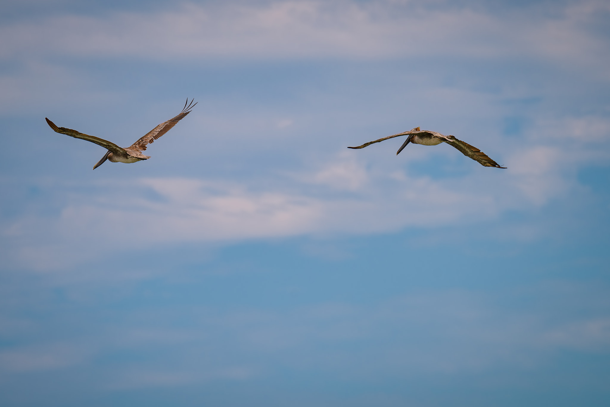 Nikon D800 + Nikon AF-S Nikkor 200-500mm F5.6E ED VR sample photo. Eastern brown pelicans flying in the blue sky photography