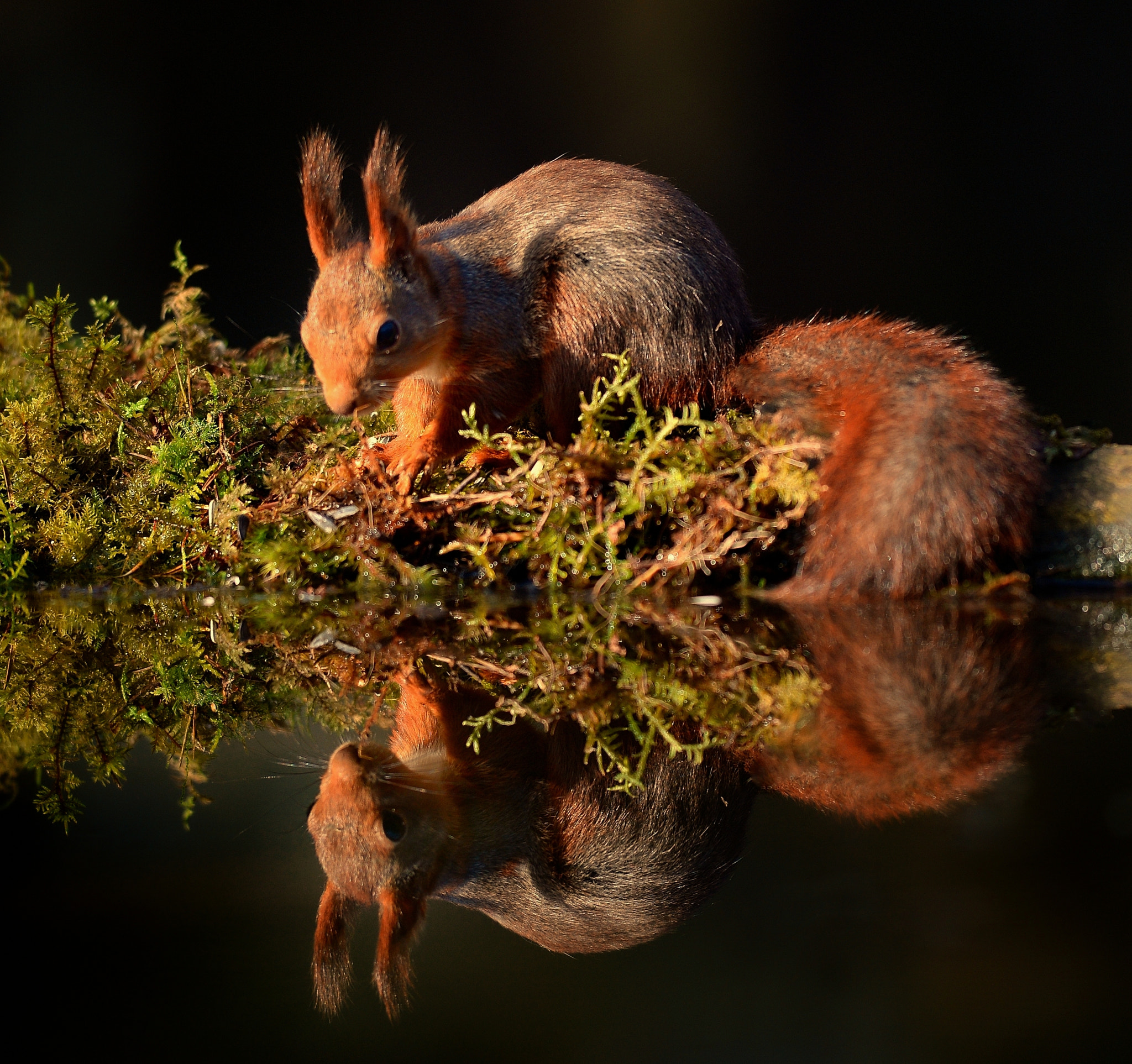 Nikon AF-S Nikkor 400mm F2.8D ED-IF II sample photo. Squirrel photography