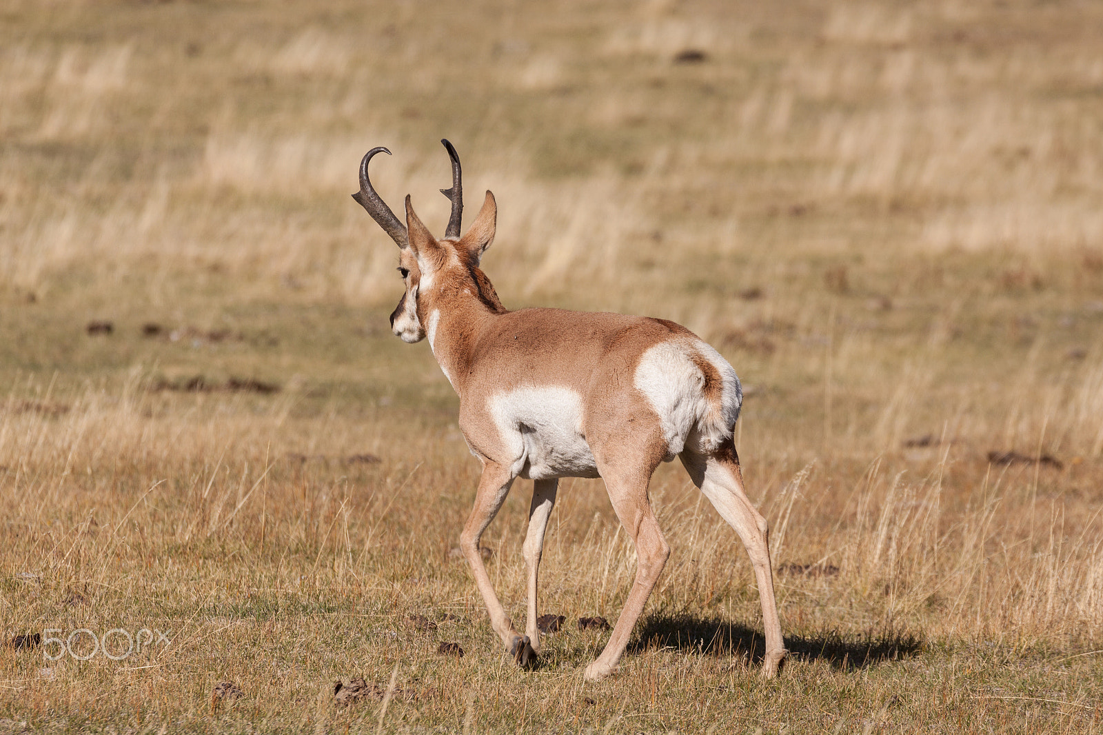 Canon EOS 50D + Canon EF 100-400mm F4.5-5.6L IS USM sample photo. Pronghorn buck photography