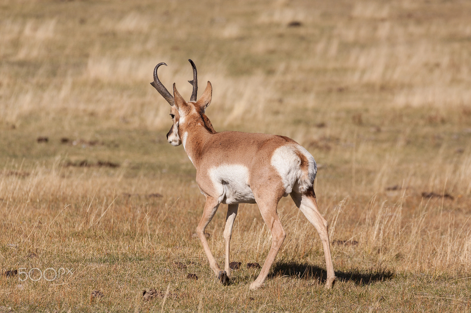 Canon EF 100-400mm F4.5-5.6L IS USM sample photo. Pronghorn buck photography