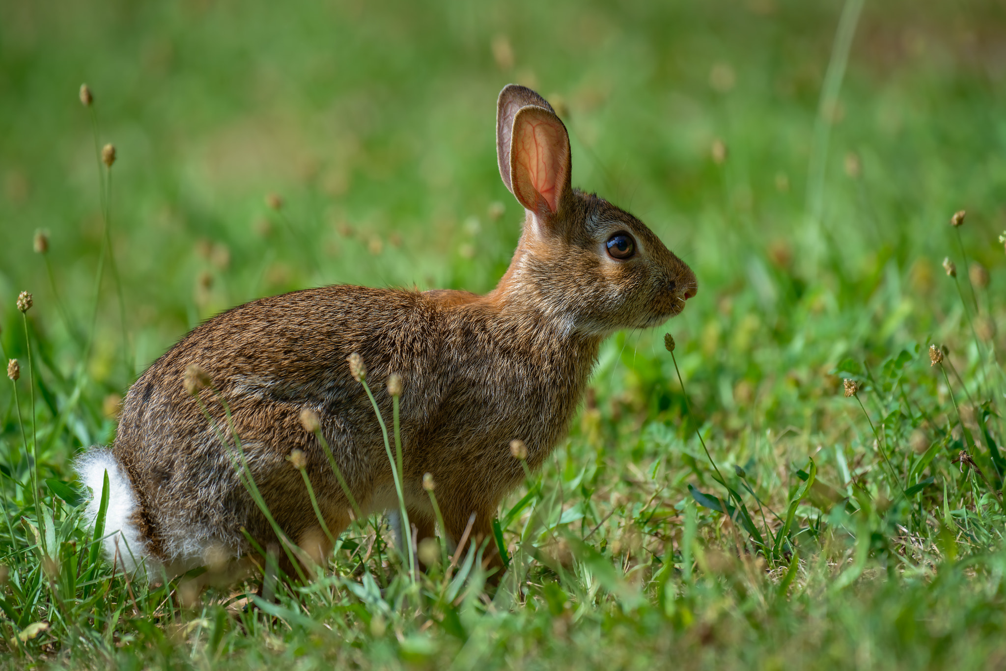 Nikon D800 + Nikon AF-S Nikkor 200-500mm F5.6E ED VR sample photo. Cottontail bunny rabbit eating grass in the garden photography