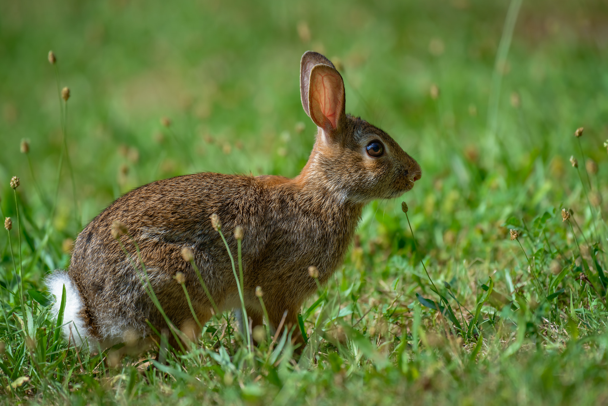 Nikon AF-S Nikkor 200-500mm F5.6E ED VR sample photo. Cottontail bunny rabbit eating grass in the garden photography