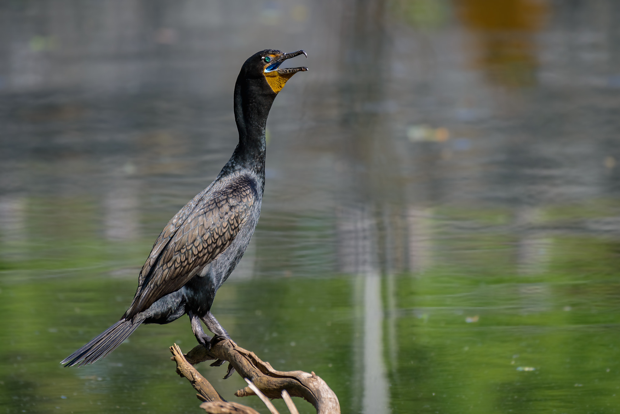 Nikon D800 + Nikon AF-S Nikkor 200-500mm F5.6E ED VR sample photo. Close up of a great cormorant perched on a branch above the lake photography
