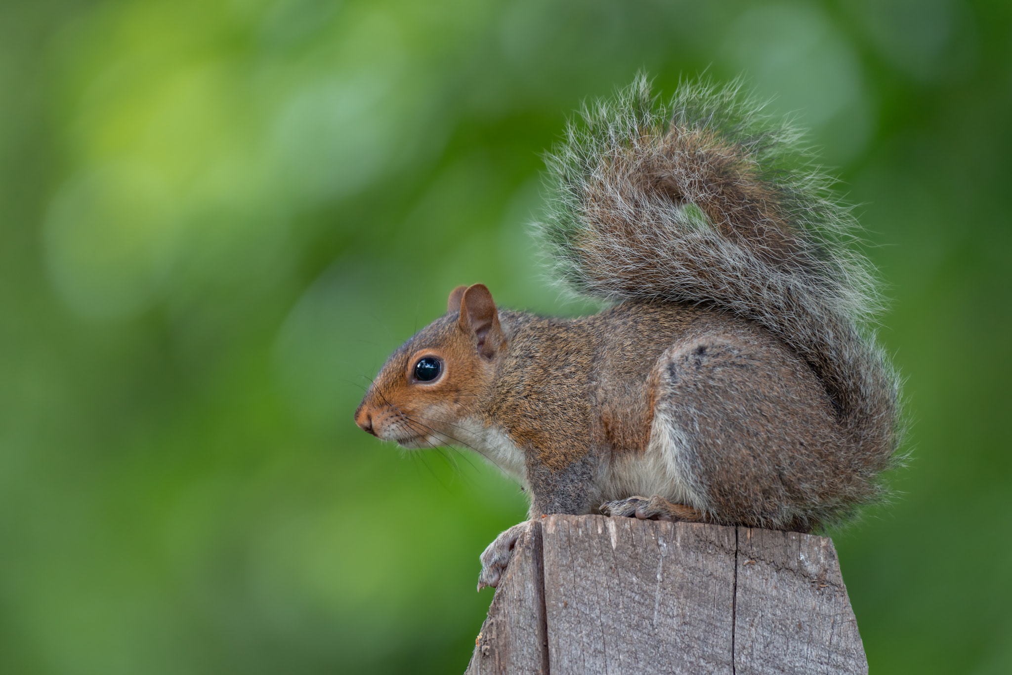 Nikon AF-S Nikkor 200-500mm F5.6E ED VR sample photo. An eastern gray squirrel rests on a wooden pole photography