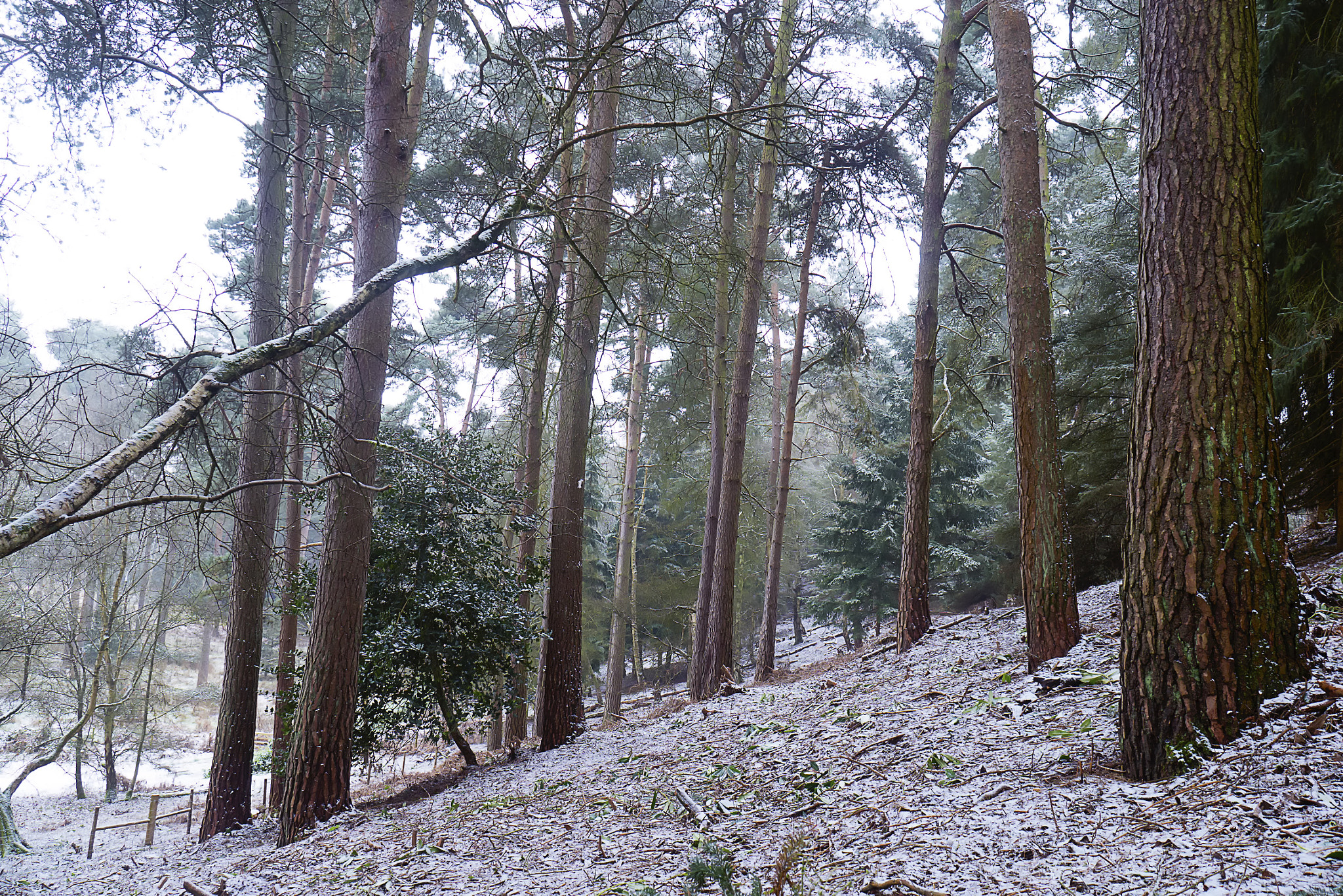 Panasonic Lumix DMC-GF6 + LUMIX G VARIO 14-42/F3.5-5.6 II sample photo. Winter morning photography