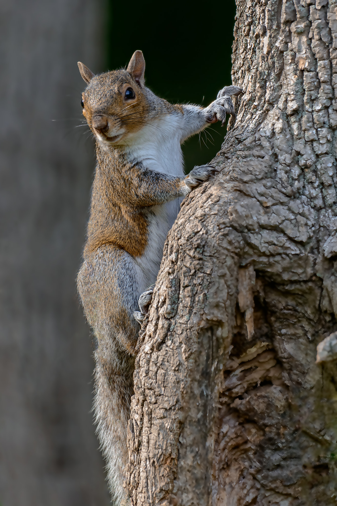 Nikon D800 + Nikon AF-S Nikkor 200-500mm F5.6E ED VR sample photo. An eastern gray squirrel rests on a tree branch photography