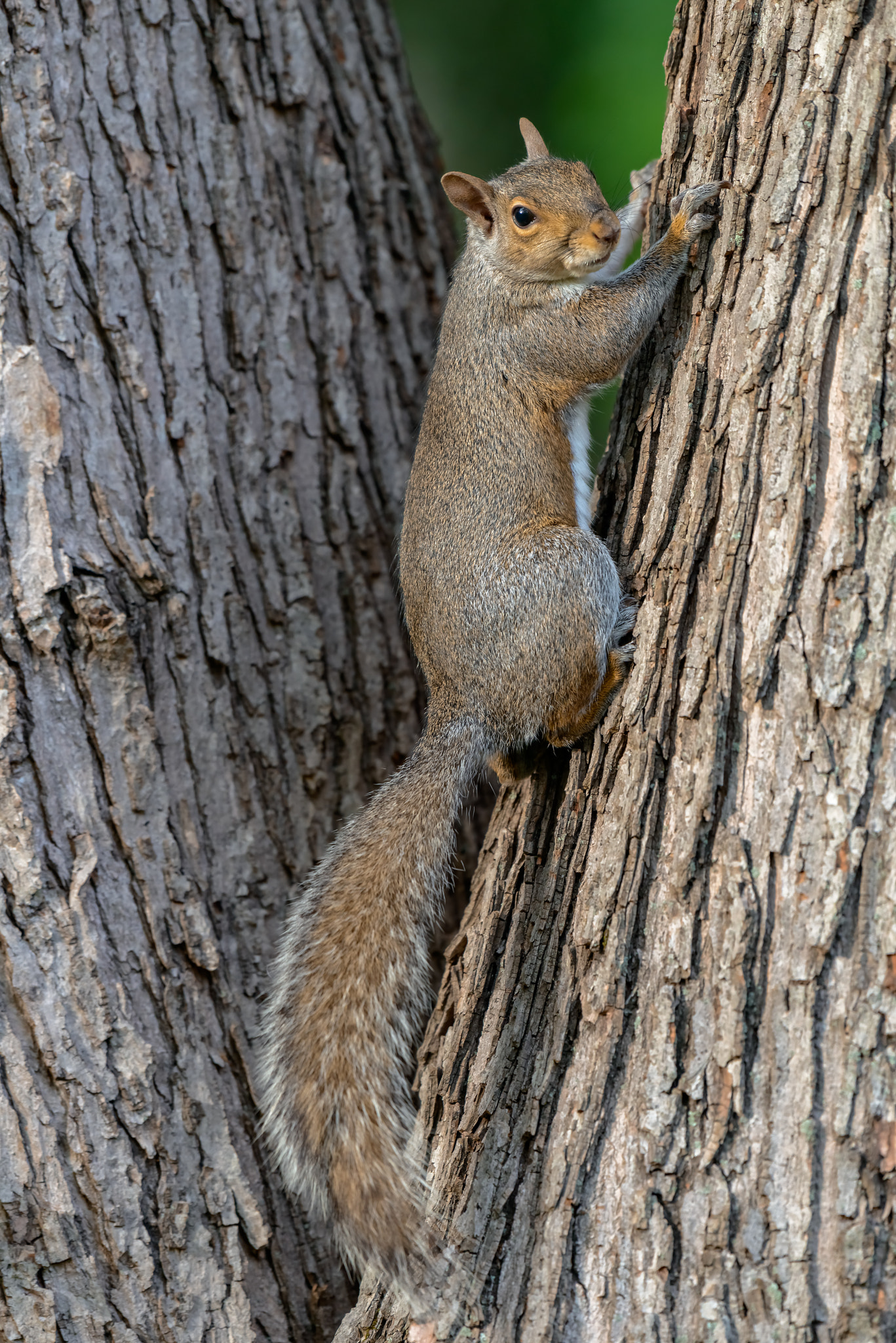 Nikon AF-S Nikkor 200-500mm F5.6E ED VR sample photo. An eastern gray squirrel rests on a tree branch photography