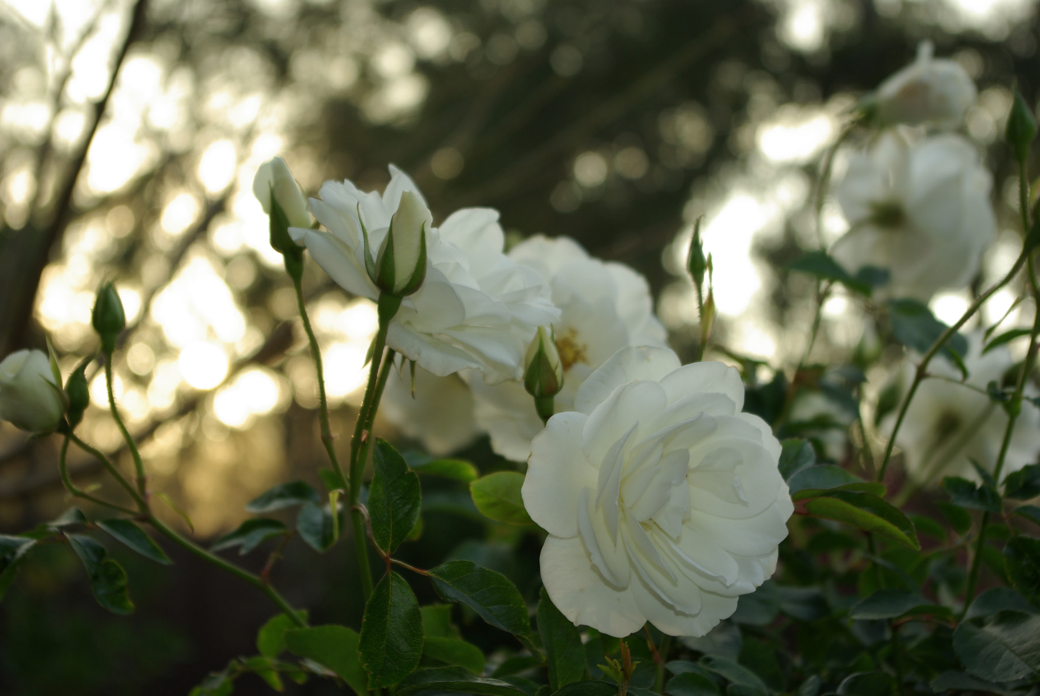 Pentax K10D sample photo. Morning rose photography