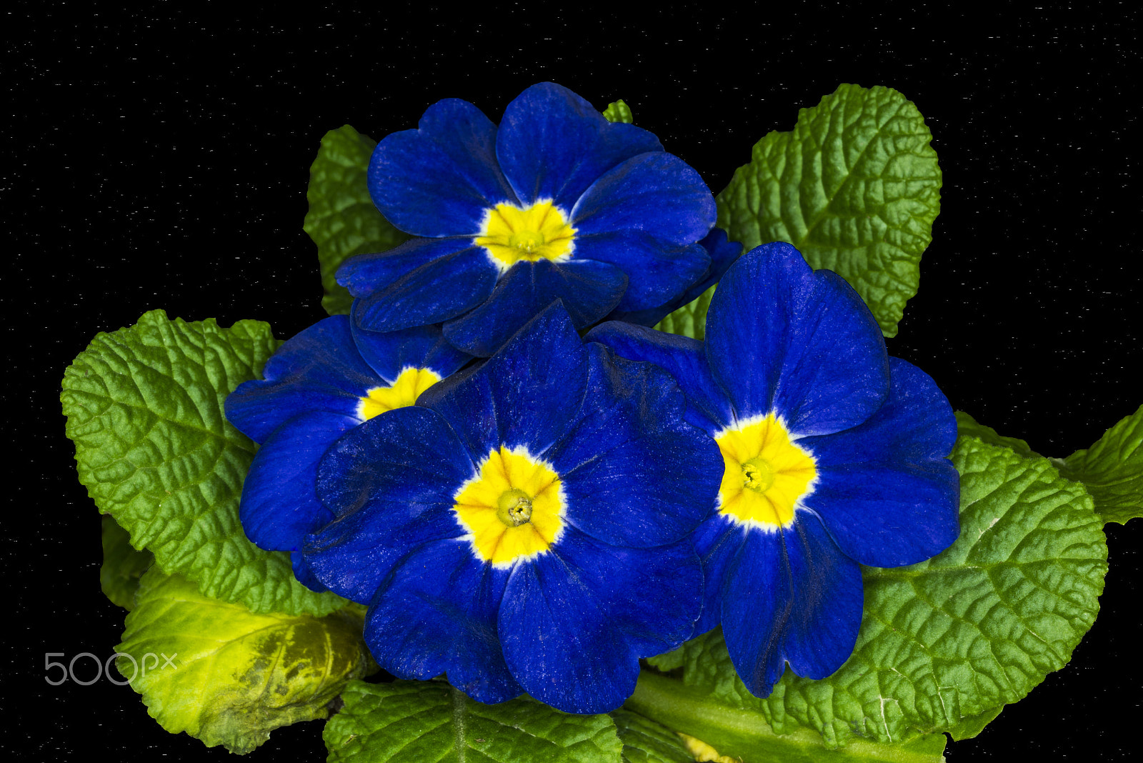 Nikon AF-S Micro-Nikkor 60mm F2.8G ED sample photo. Çuha Çiçeği (primulaceae)... photography