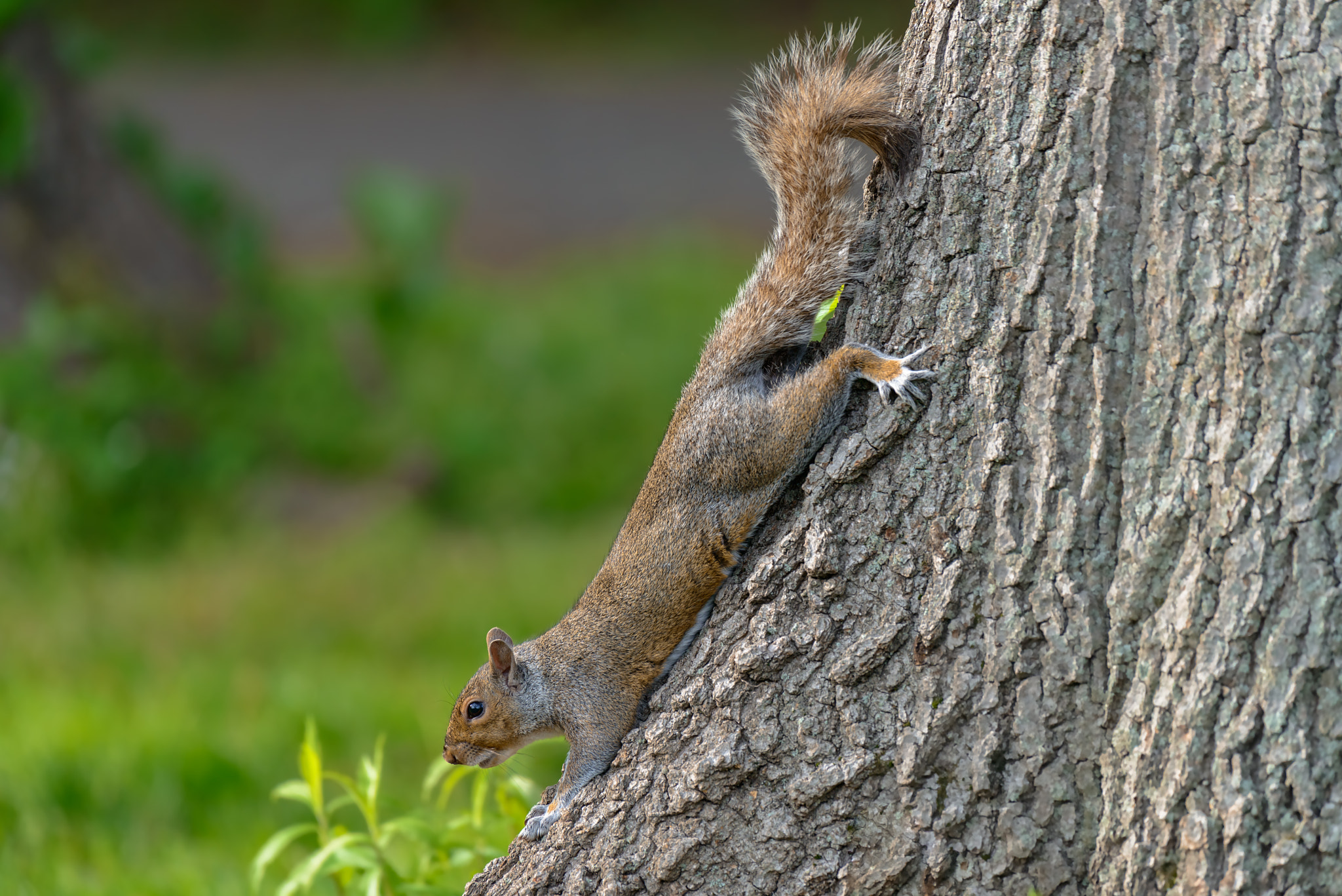 Nikon AF-S Nikkor 200-500mm F5.6E ED VR sample photo. An eastern gray squirrel rests on a tree branch photography