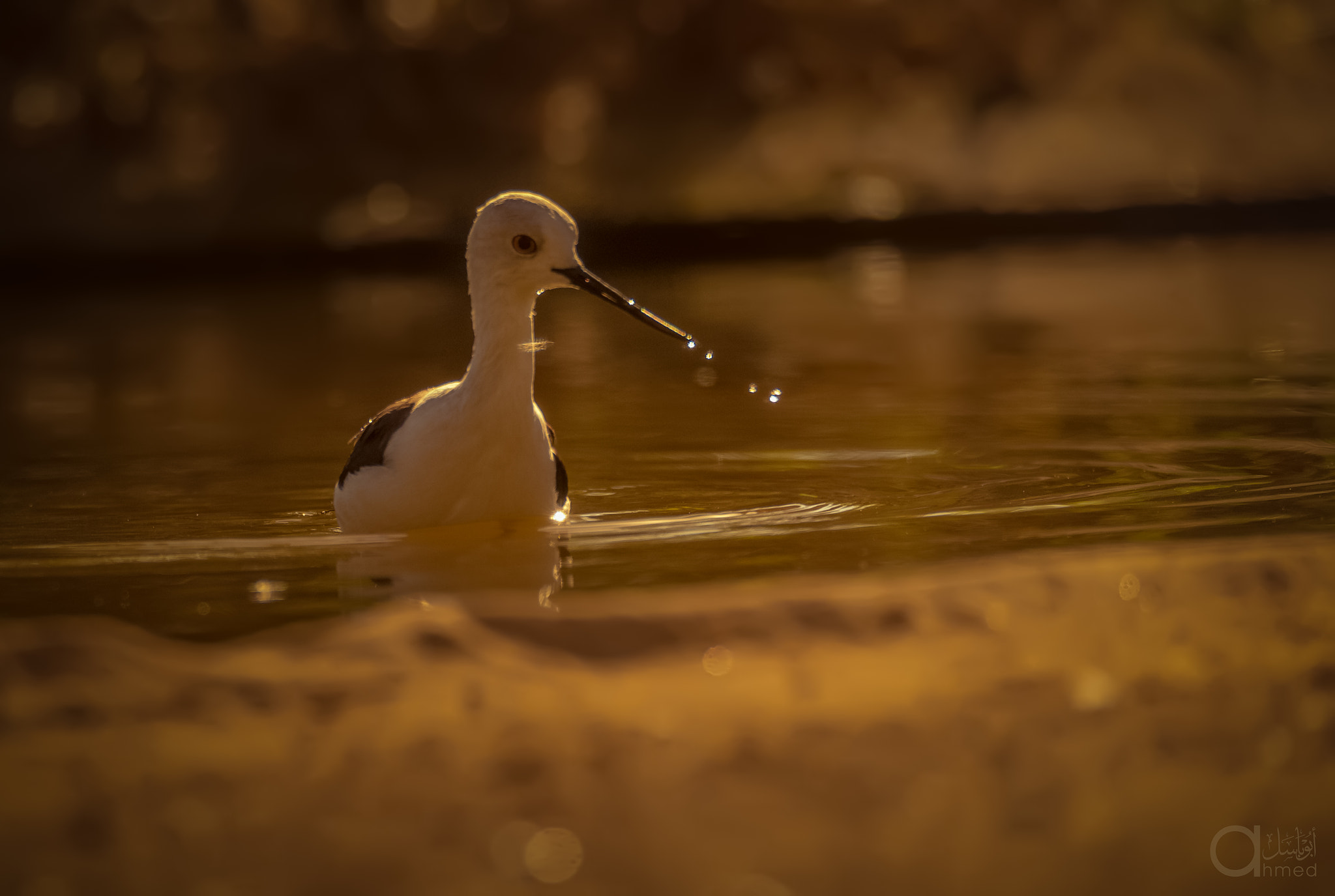 Sigma 150-600mm F5-6.3 DG OS HSM | S sample photo