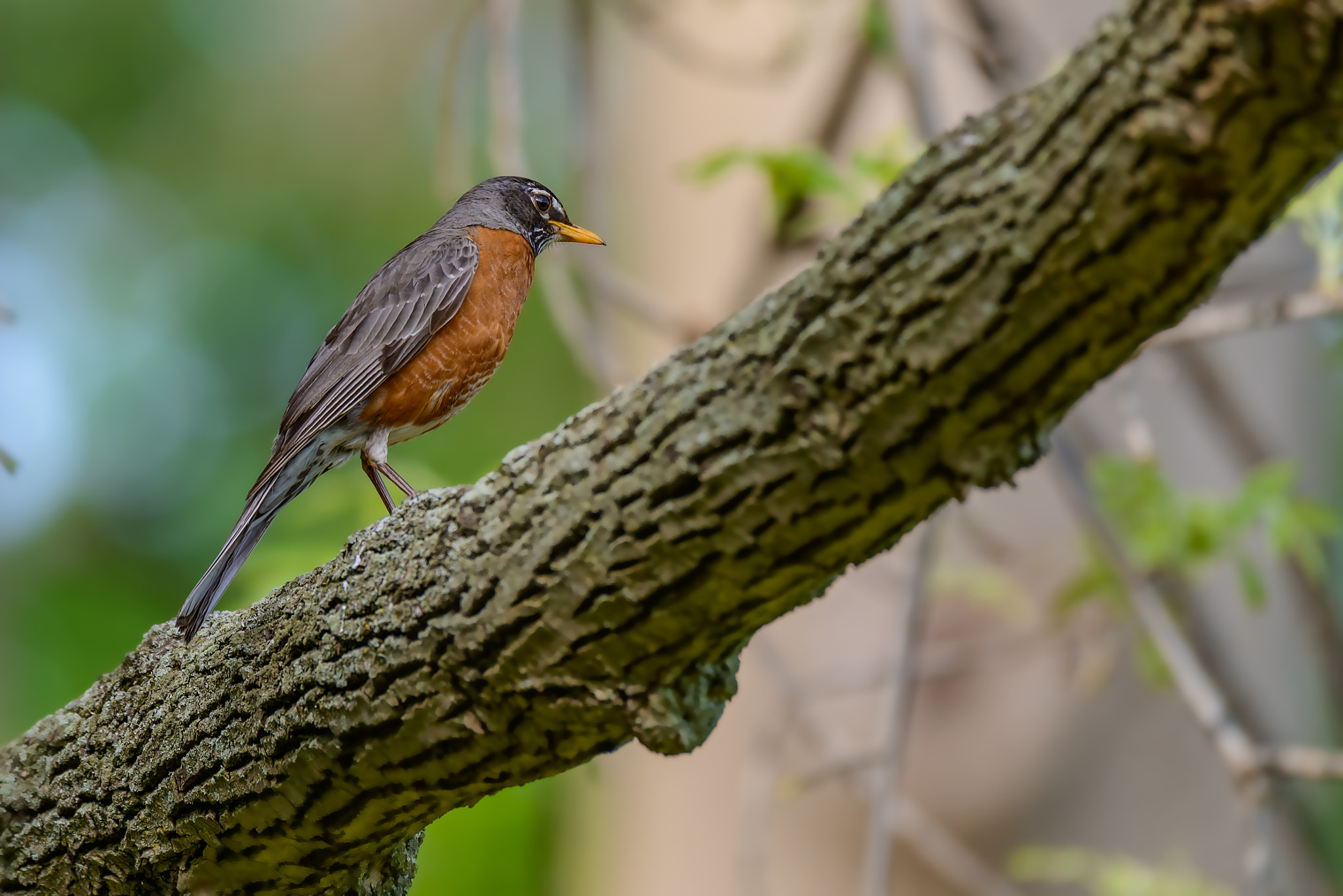 Nikon AF-S Nikkor 200-500mm F5.6E ED VR sample photo. An american robin (turdus migratorius) perched in a tree. photography
