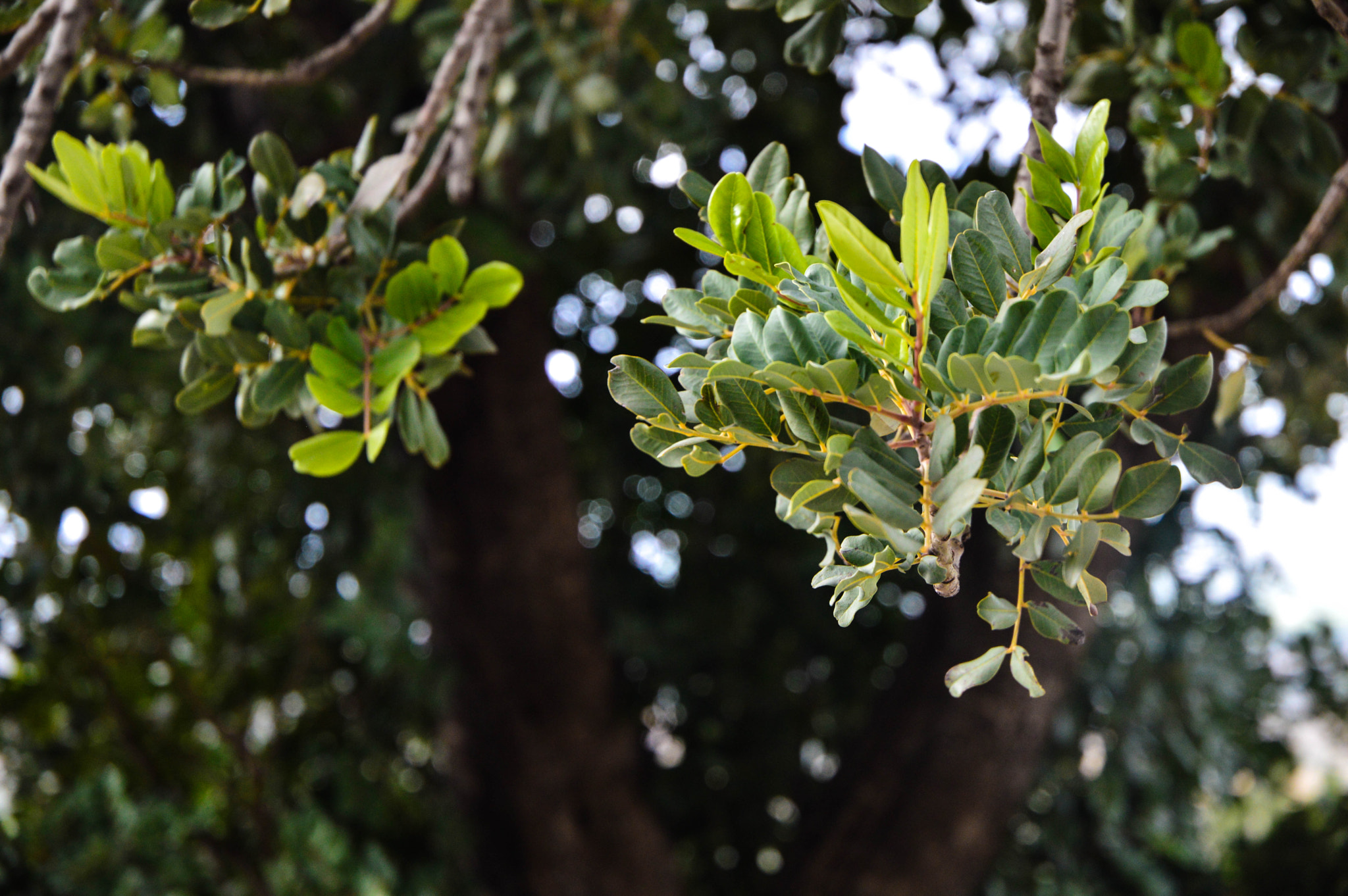 Nikon D3200 sample photo. Zitouna photography