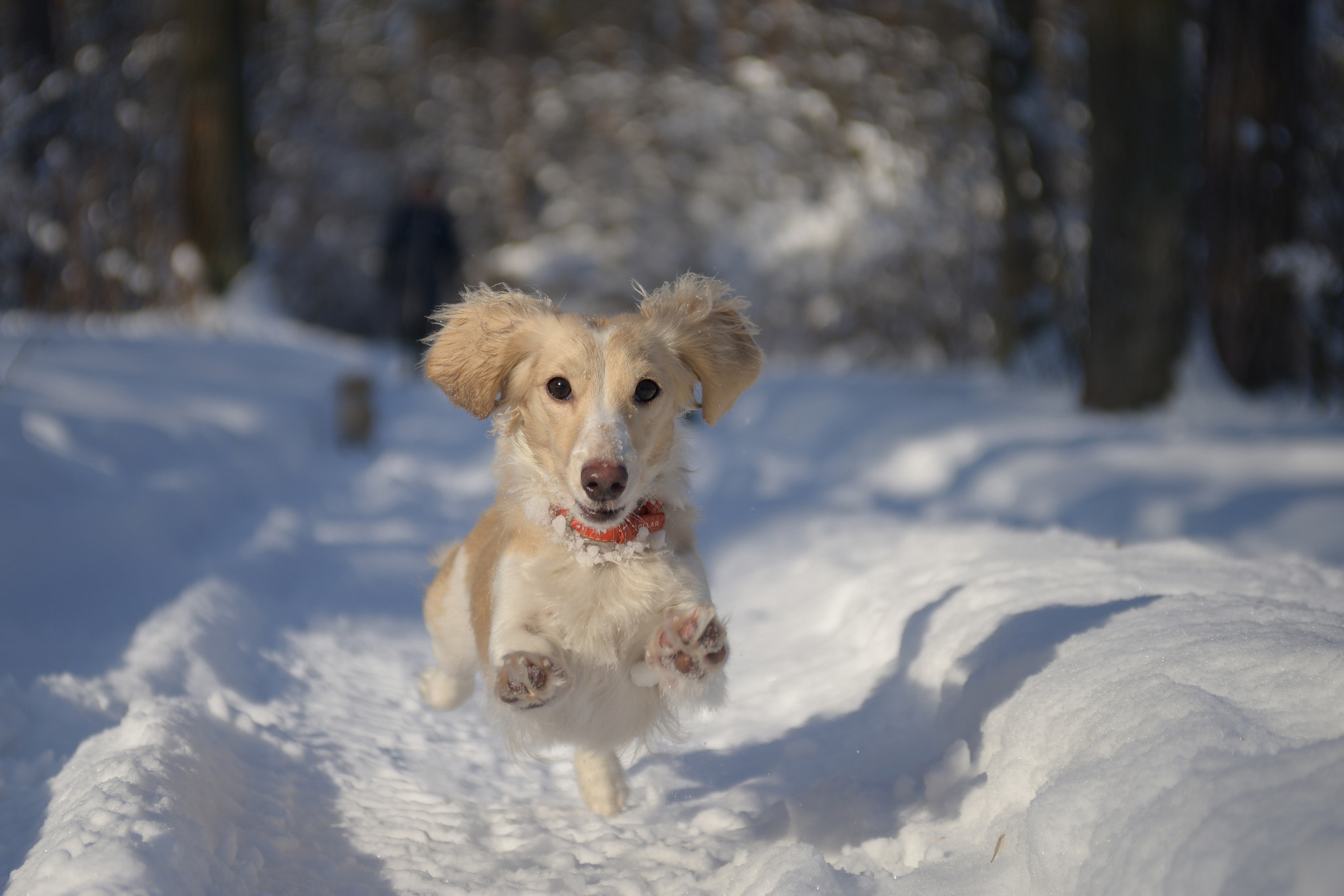 AF Zoom-Nikkor 28-85mm f/3.5-4.5 sample photo. My dog in flight. photography