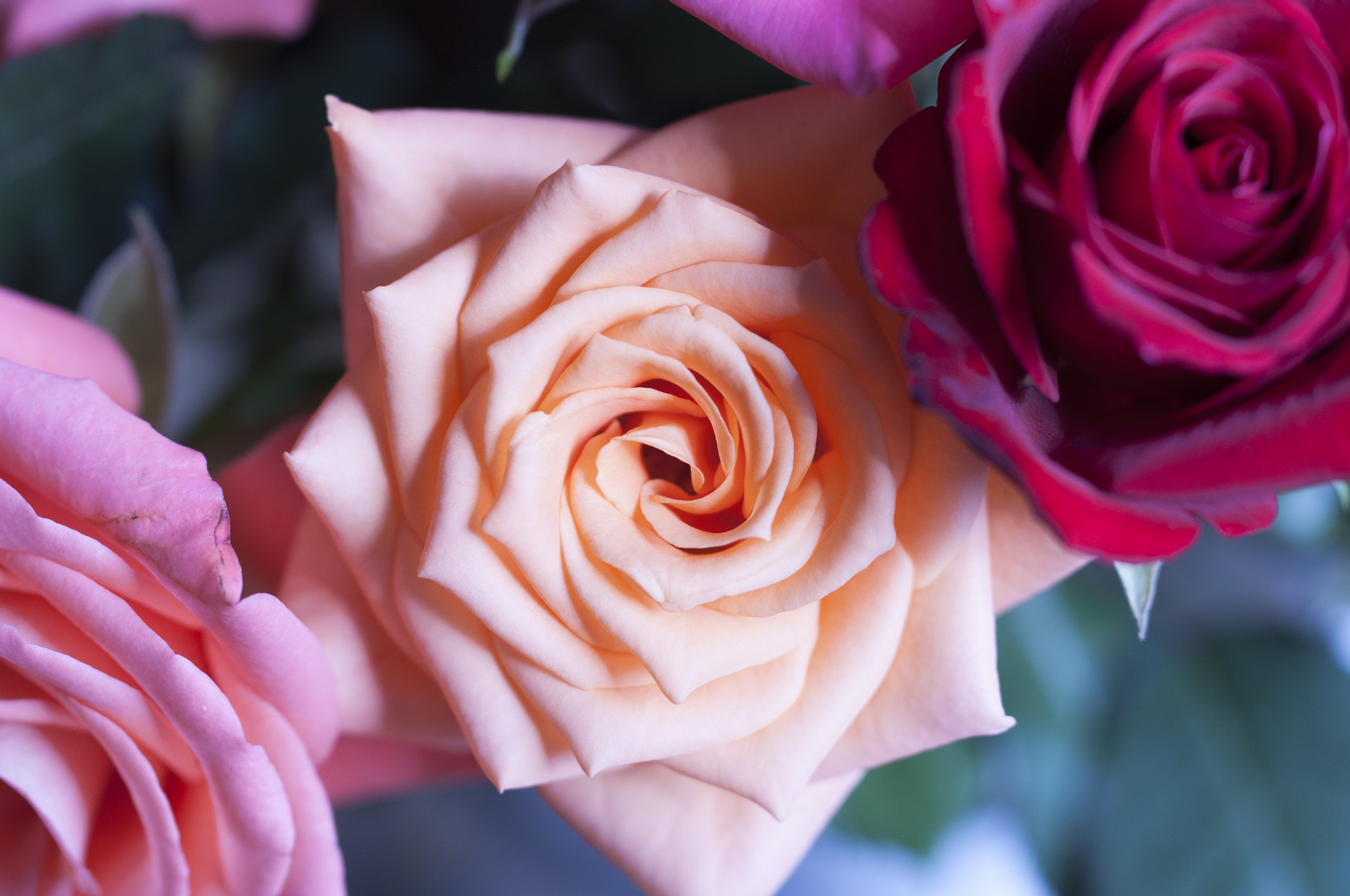 Nikon D5000 sample photo. Roses photography