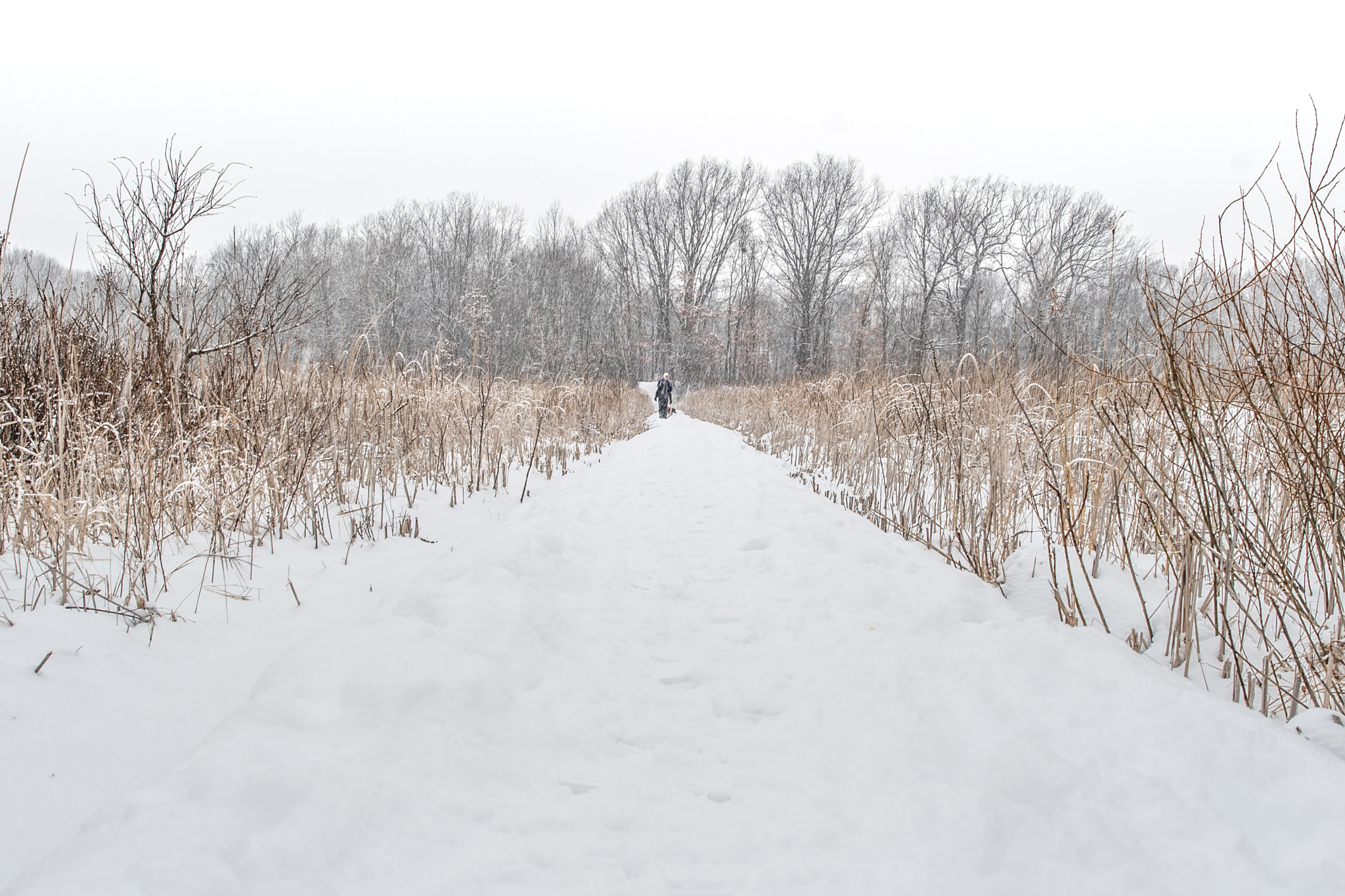 Nikon AF-S Nikkor 24mm F1.4G ED sample photo. The path photography