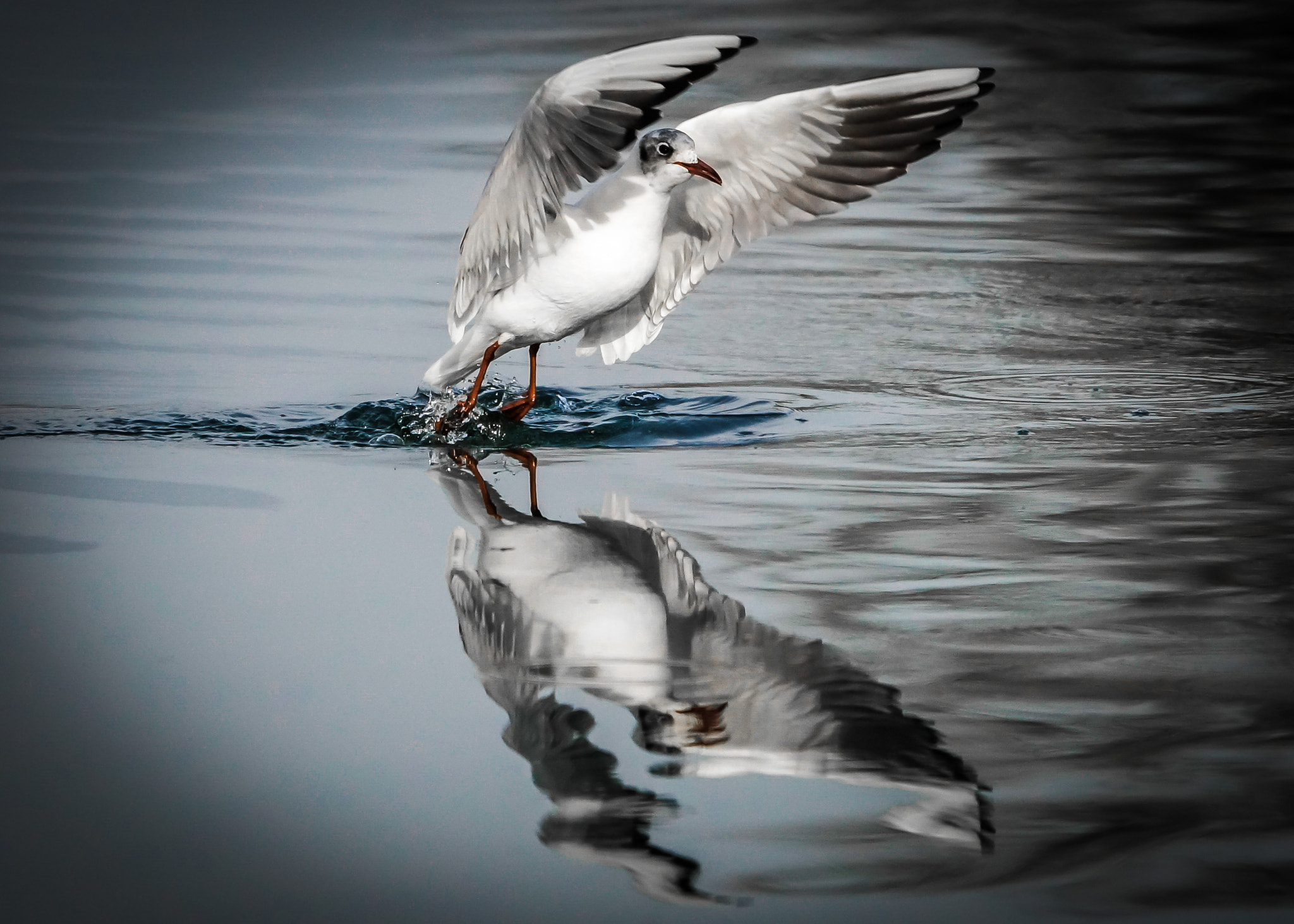 Sony a99 II + Sony 70-400mm F4-5.6 G SSM II sample photo. Gull... photography