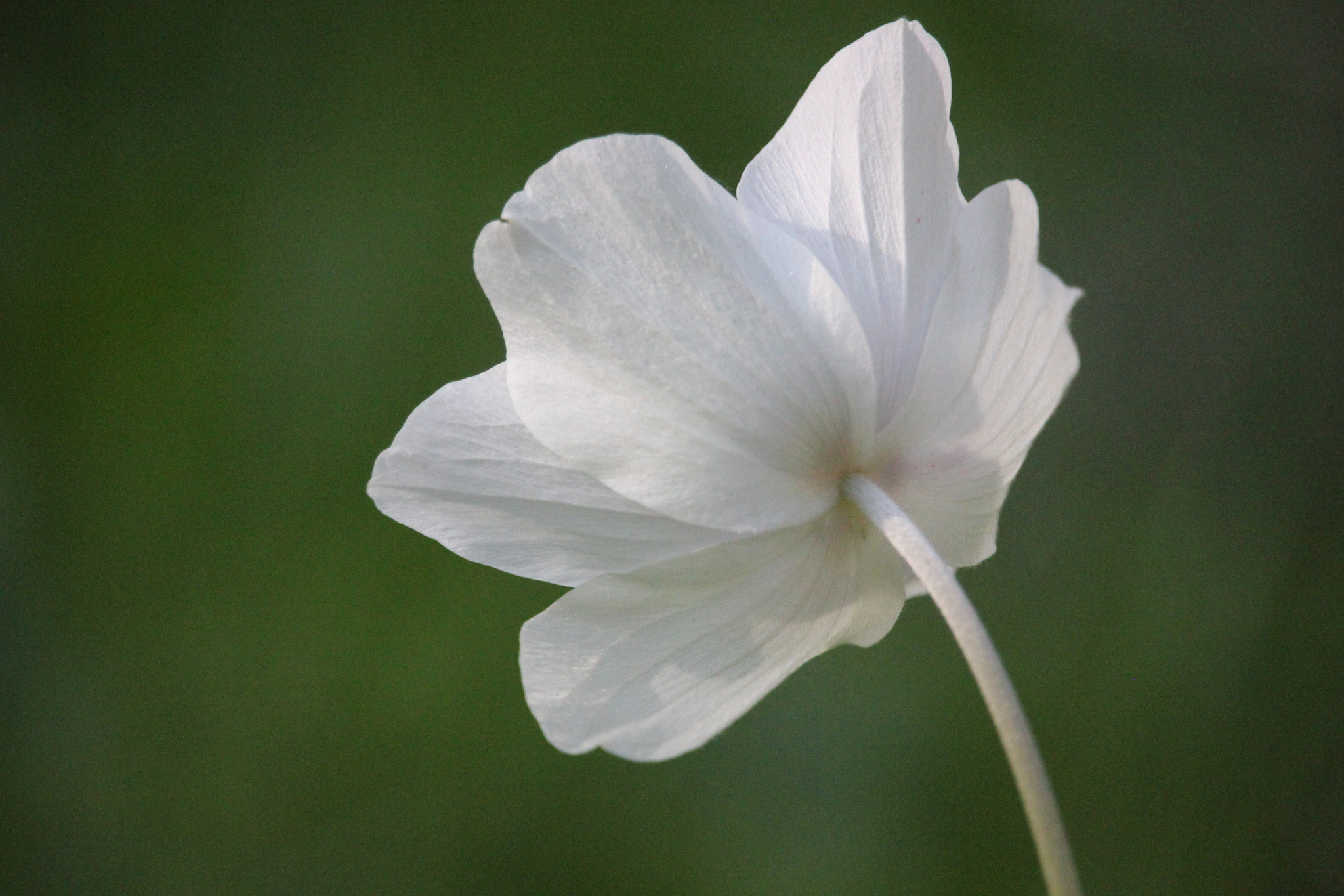 Canon EF-S 55-250mm F4-5.6 IS STM sample photo. Soul purity photography