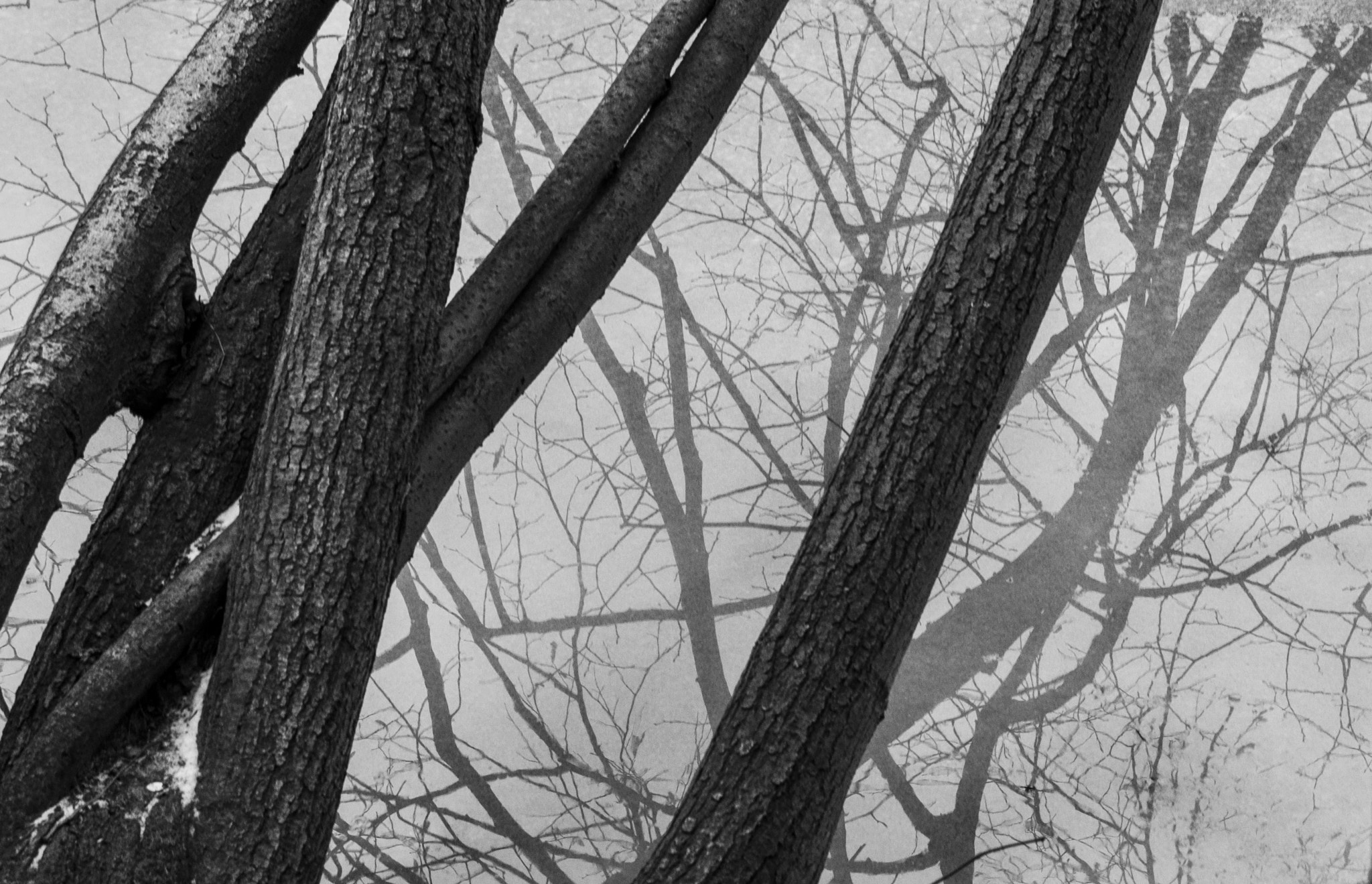 Sigma 17-50mm F2.8 EX DC OS HSM sample photo. Branches photography
