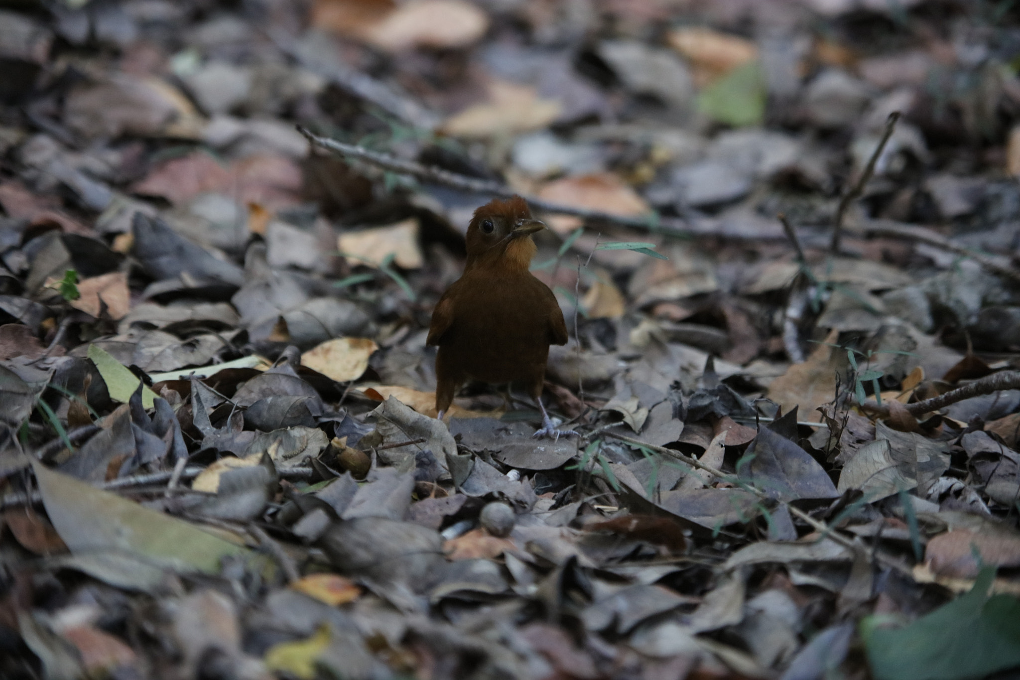 Canon EOS 5DS sample photo. Bird of yucatan, mexico photography