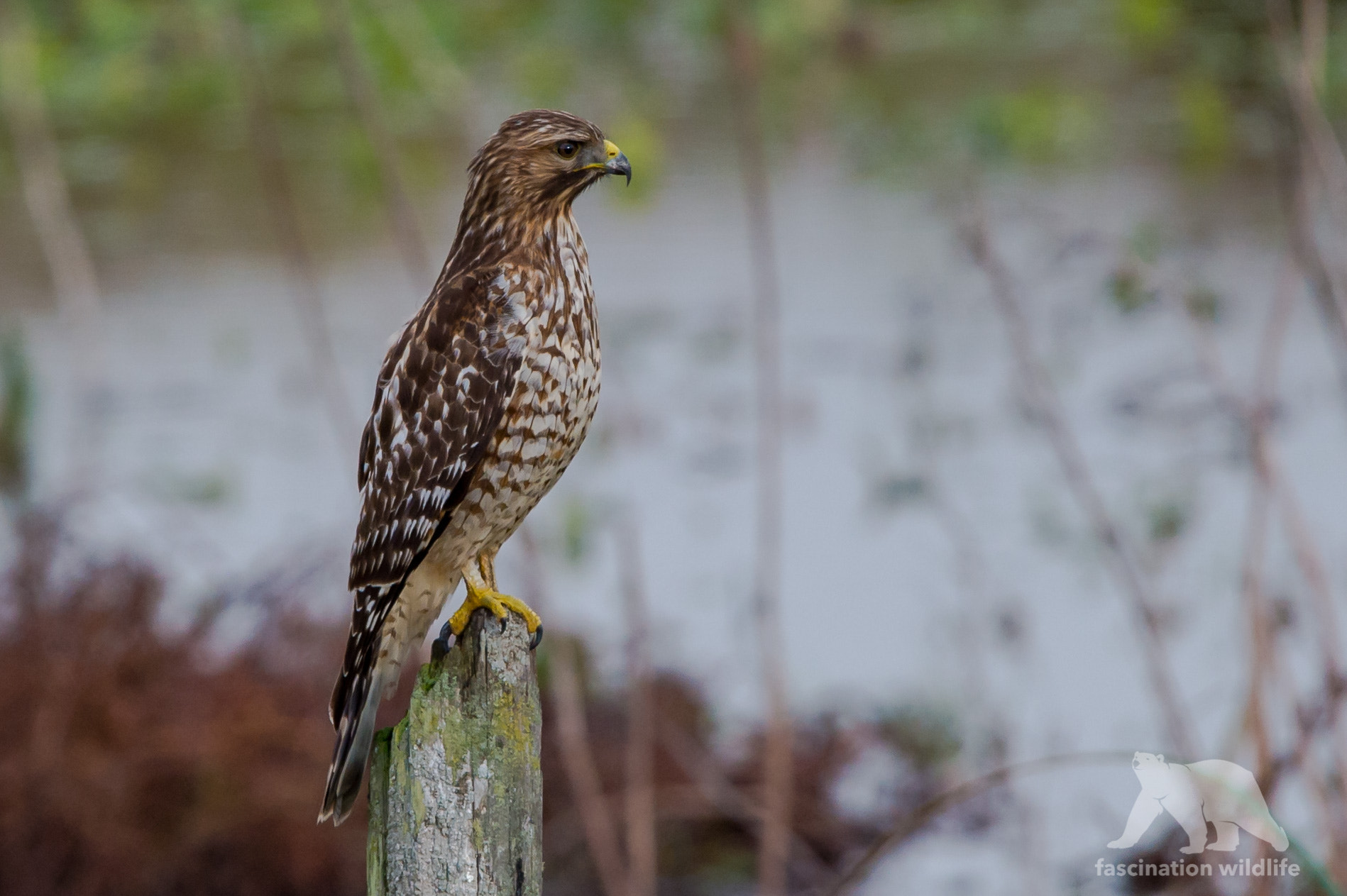 Nikon D4S + Sigma 150-600mm F5-6.3 DG OS HSM | S sample photo. Red-shouldered hawk photography