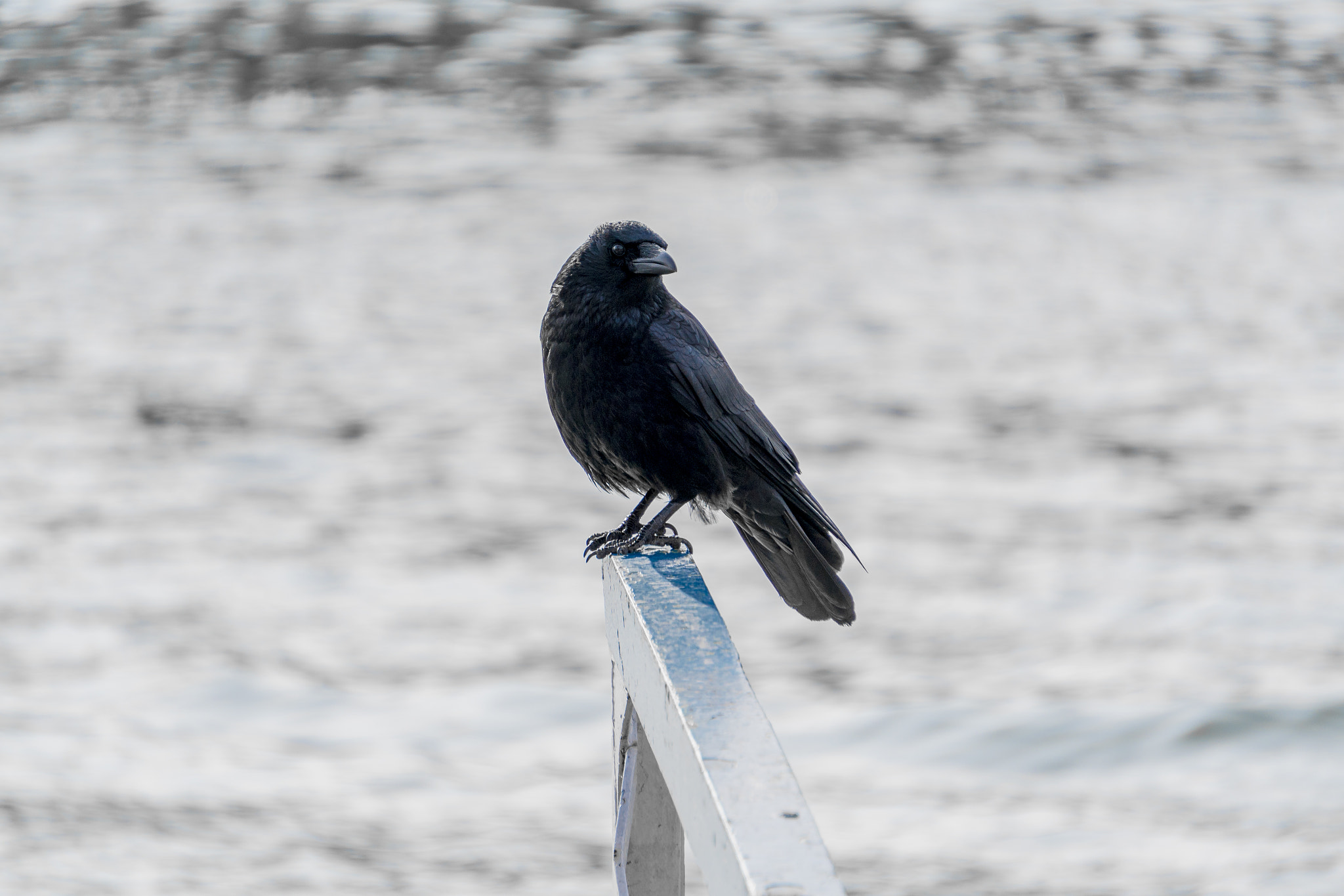 Sony a6300 + Sony E 55-210mm F4.5-6.3 OSS sample photo. The crow photography
