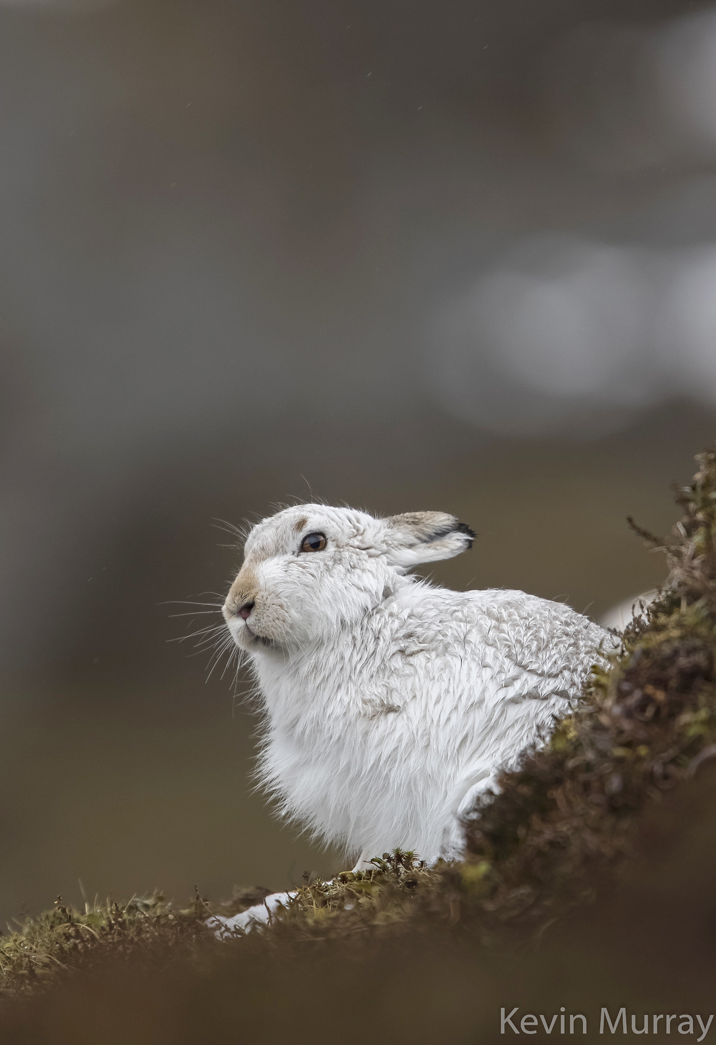 Canon EOS 7D Mark II + Canon EF 300mm F2.8L IS USM sample photo. Mountain hare photography
