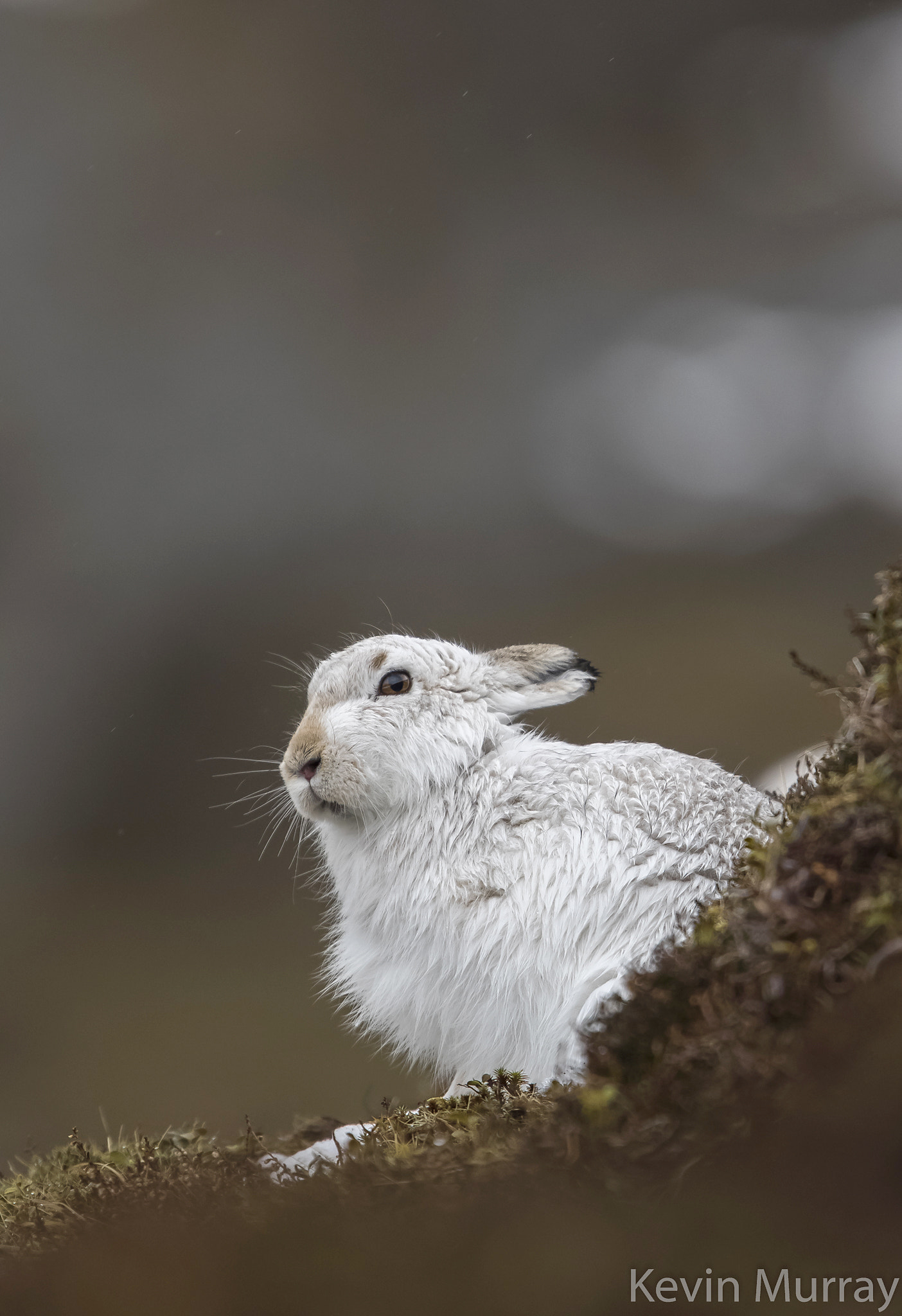 Canon EF 300mm F2.8L IS USM sample photo. Mountain hare photography